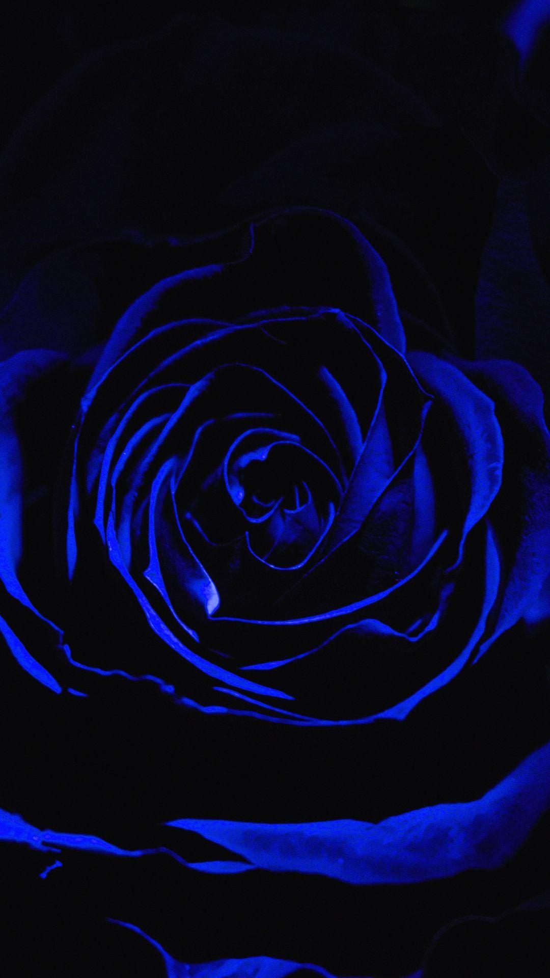 skære ned Udpakning gå i stå Dark Blue Rose Abstract Wallpapers - Top Free Dark Blue Rose Abstract  Backgrounds - WallpaperAccess