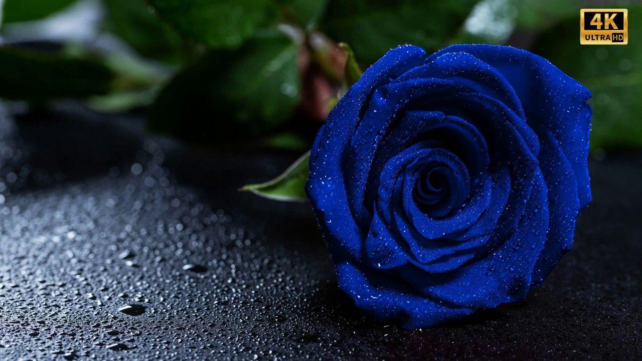 1280x720 black rose red rose white rose pink rosr 4h hdr+ image