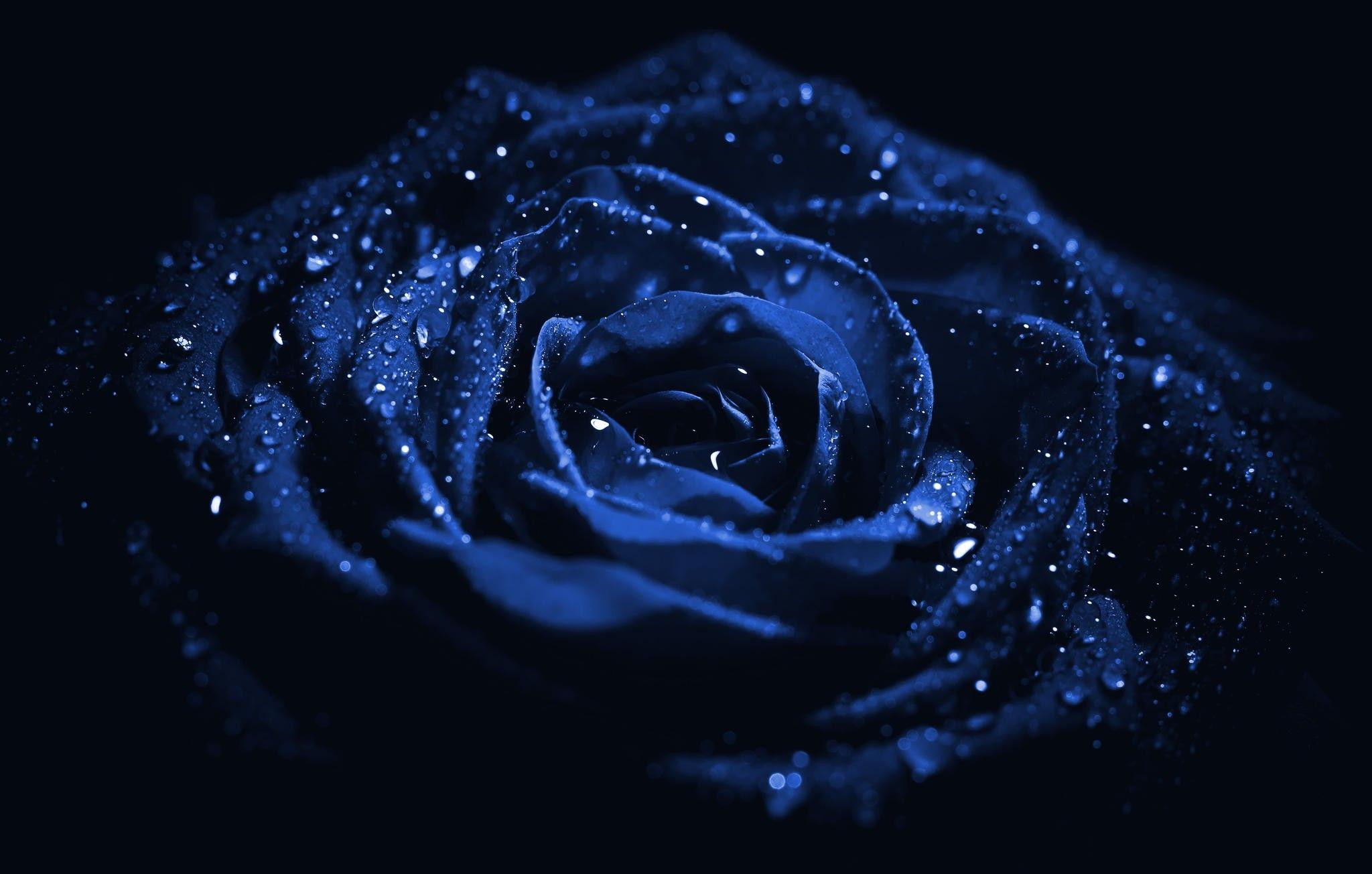 2048x1305 Free photo: Blue flower, Bspo Flower