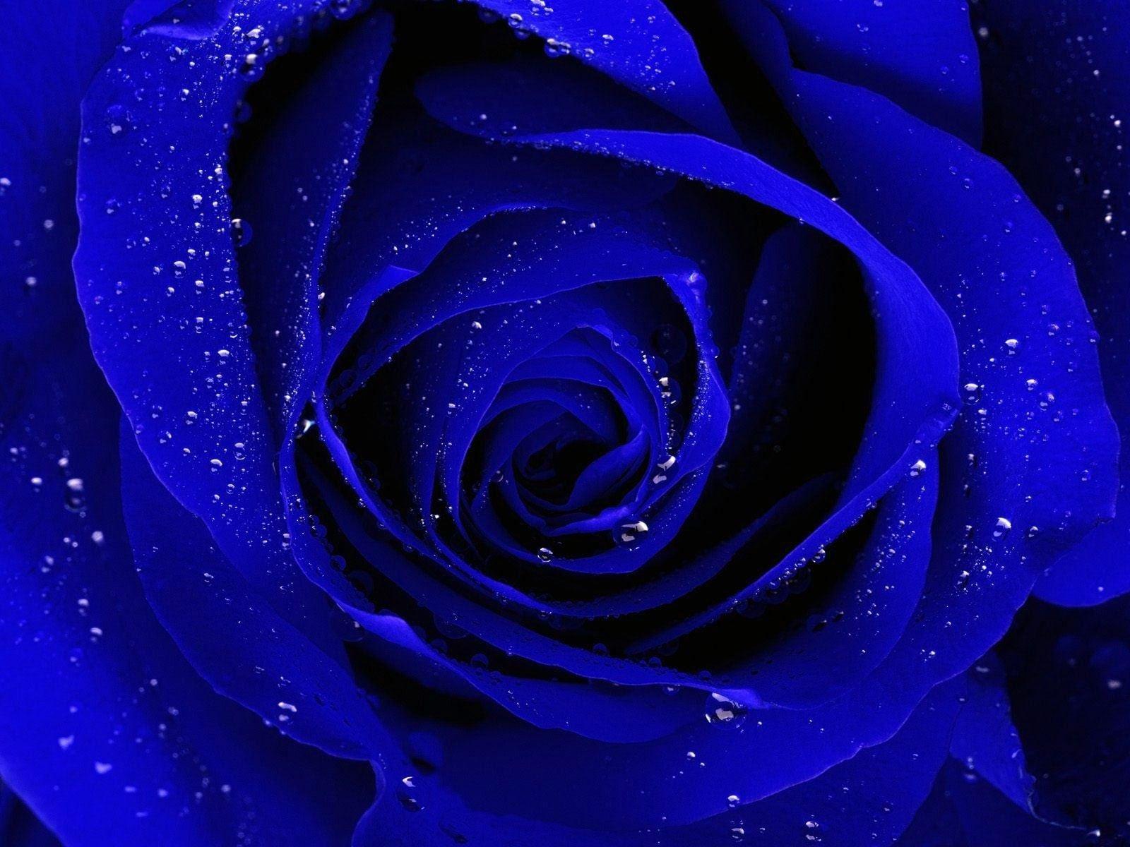 1600x1200 Blue Rose Wallpaper