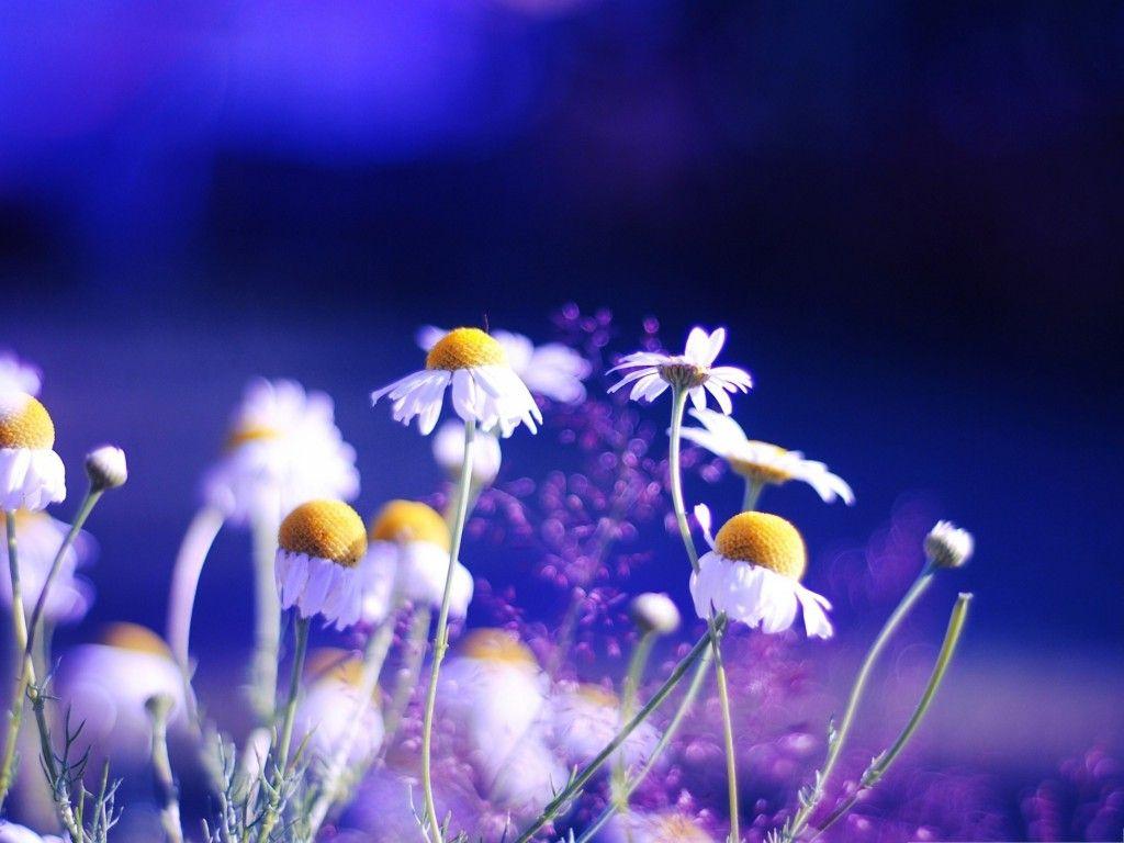 1024x768 These Small Flowers Are Insanely Beautiful (50 PHOTOS)