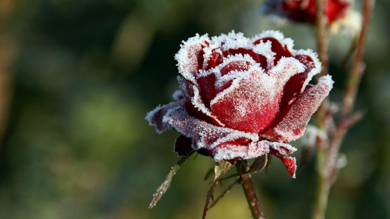 1366x768 Free download winter flower HD Desktop Wallpaper 4k HD [1366x768] for your Desktop, Mobile & Tablet. Explore Winter Flowers Wallpaper. Winter Flowers Wallpaper, Wallpaper Flowers, Background Flowers