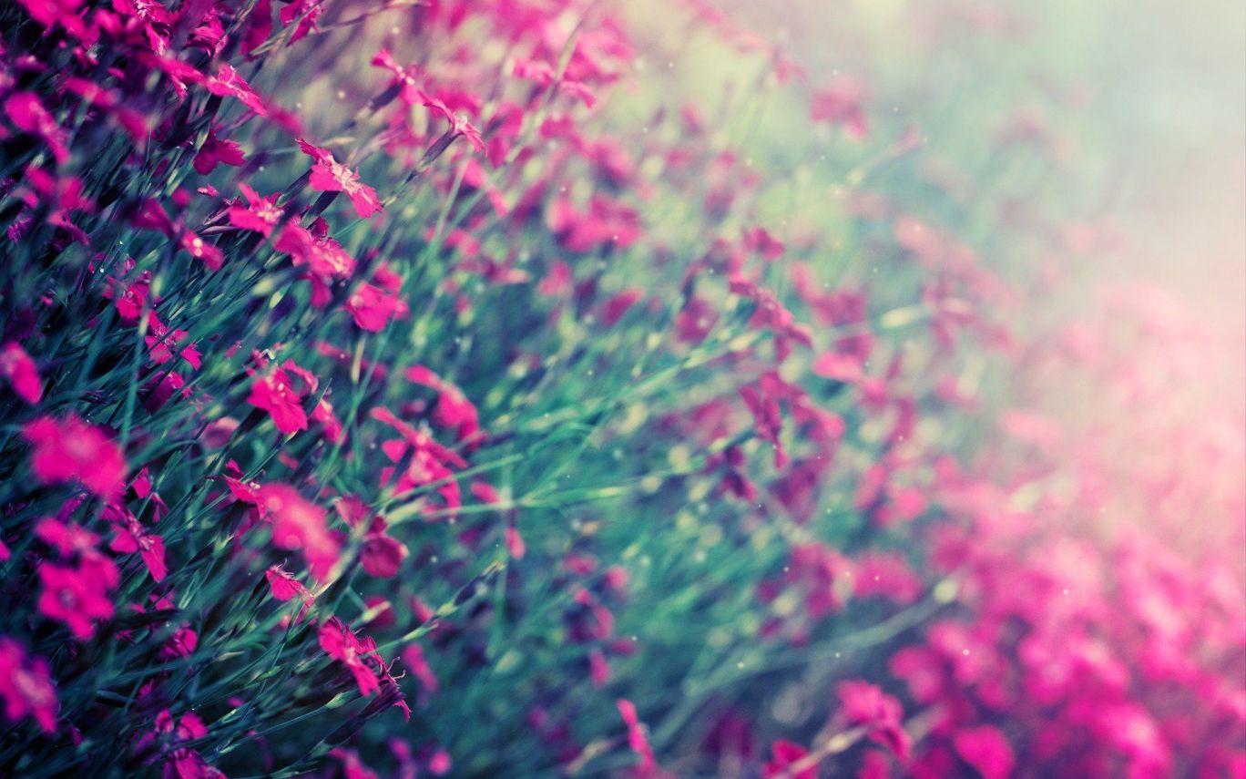 1368x855 Winter Flowers Wallpaper Birthday Fields Of Flowers Wallpaper & Background Download