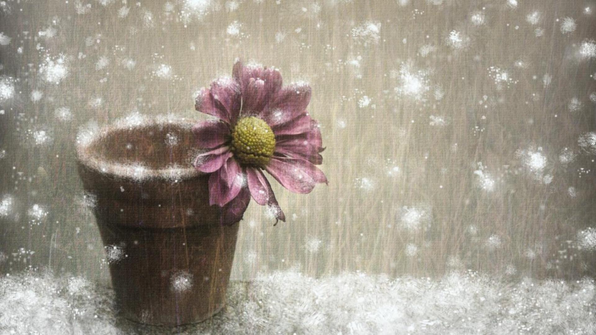 1920x1080 Winter Flowers Wallpaper