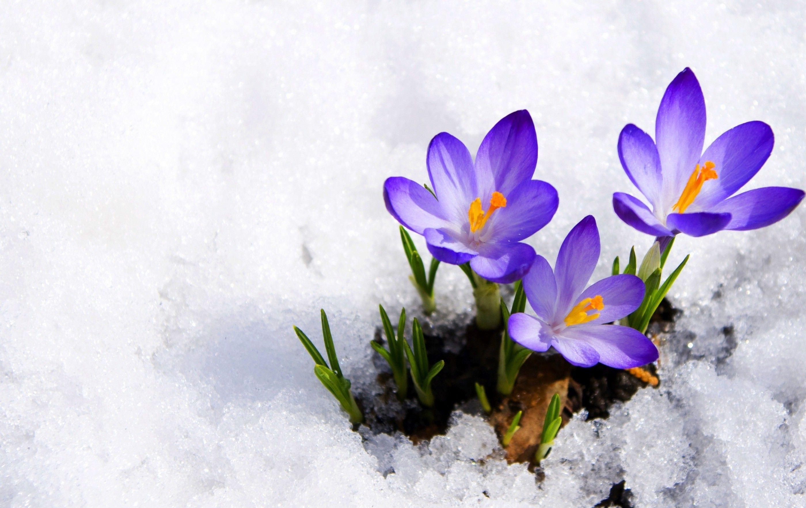 Winter Flowers Wallpapers - Top Free Winter Flowers Backgrounds ...