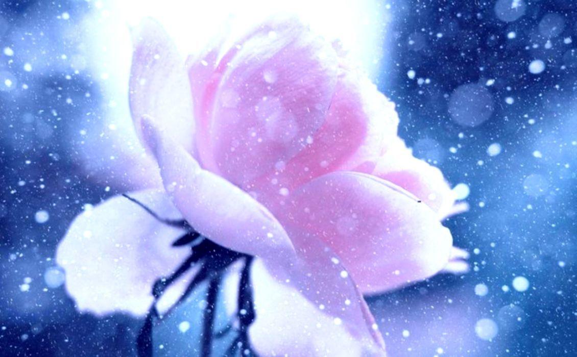 Wallpaper flower winter frosen images for desktop section цветы   download