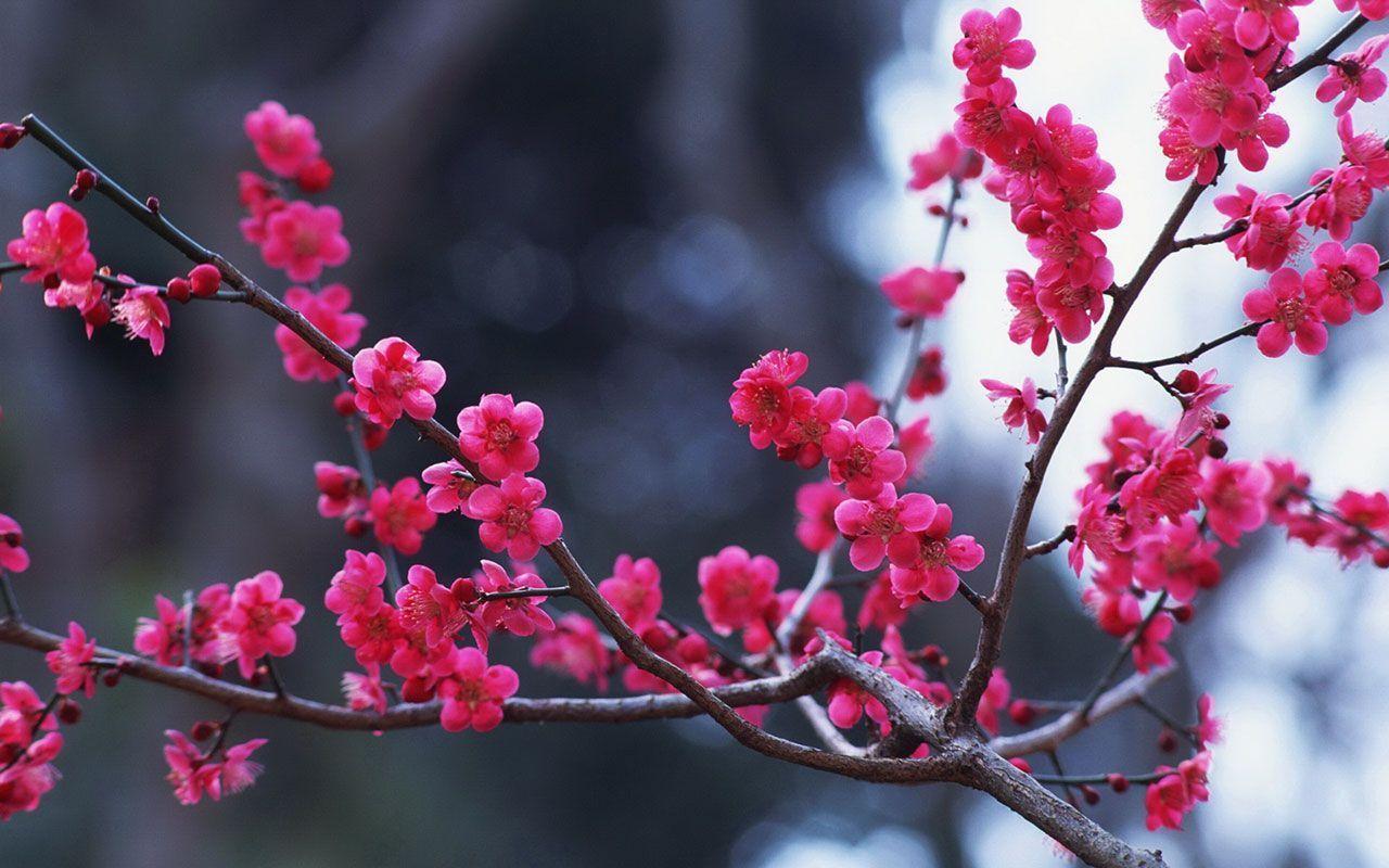 1280x800 Winter Flowers Wallpaper
