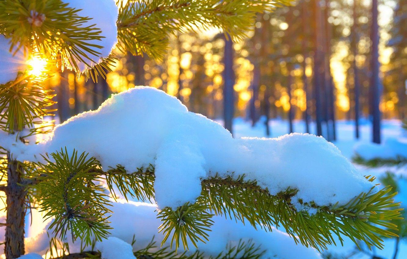 1332x850 Wallpaper the sun, snow, spruce, branch, winter, snow, sun, branch image for desktop, section пейзажи