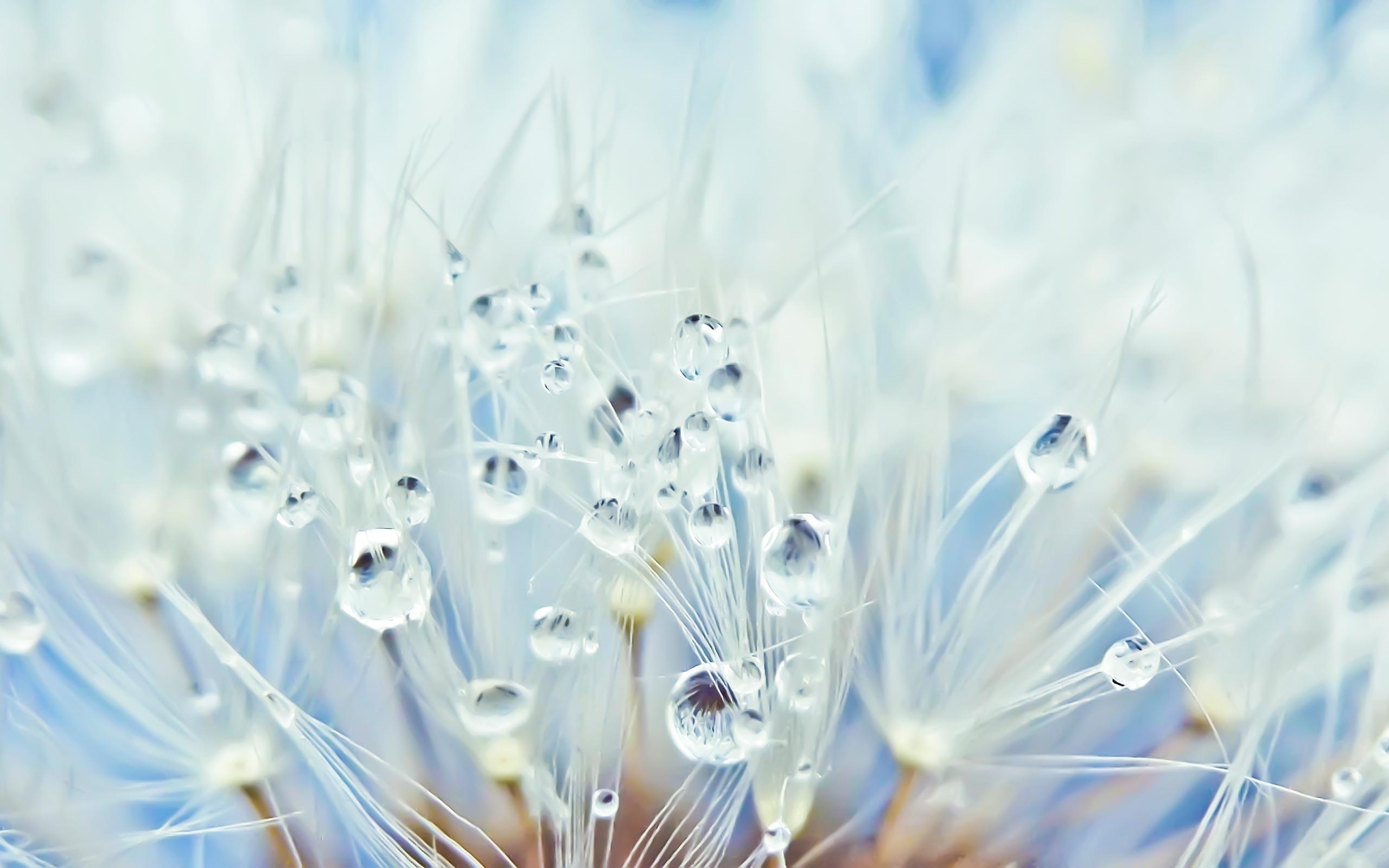 2560x1600 Dew On Flowers