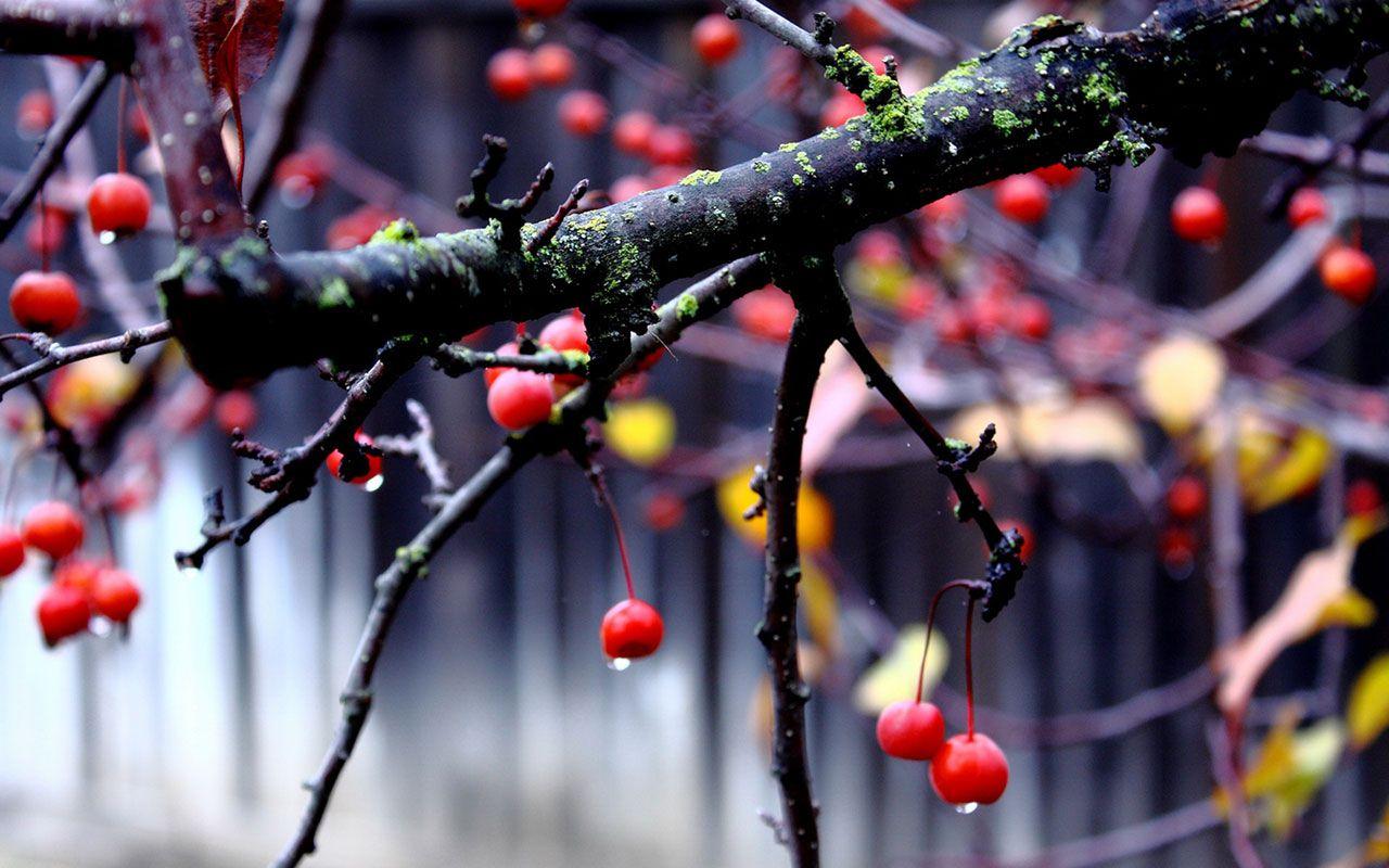 1280x800 High Quality Image Collection of Winter Flower: Iago Kiley