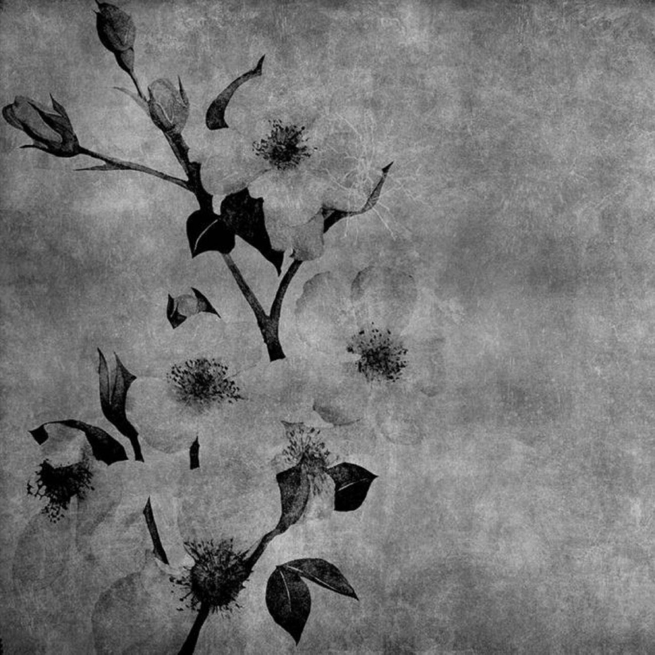 1300x1300 Winter Flower Picture Wallpaper