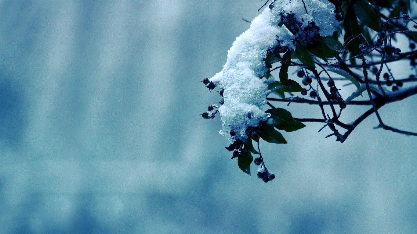 1366x768 Winter Flower wallpaperx768