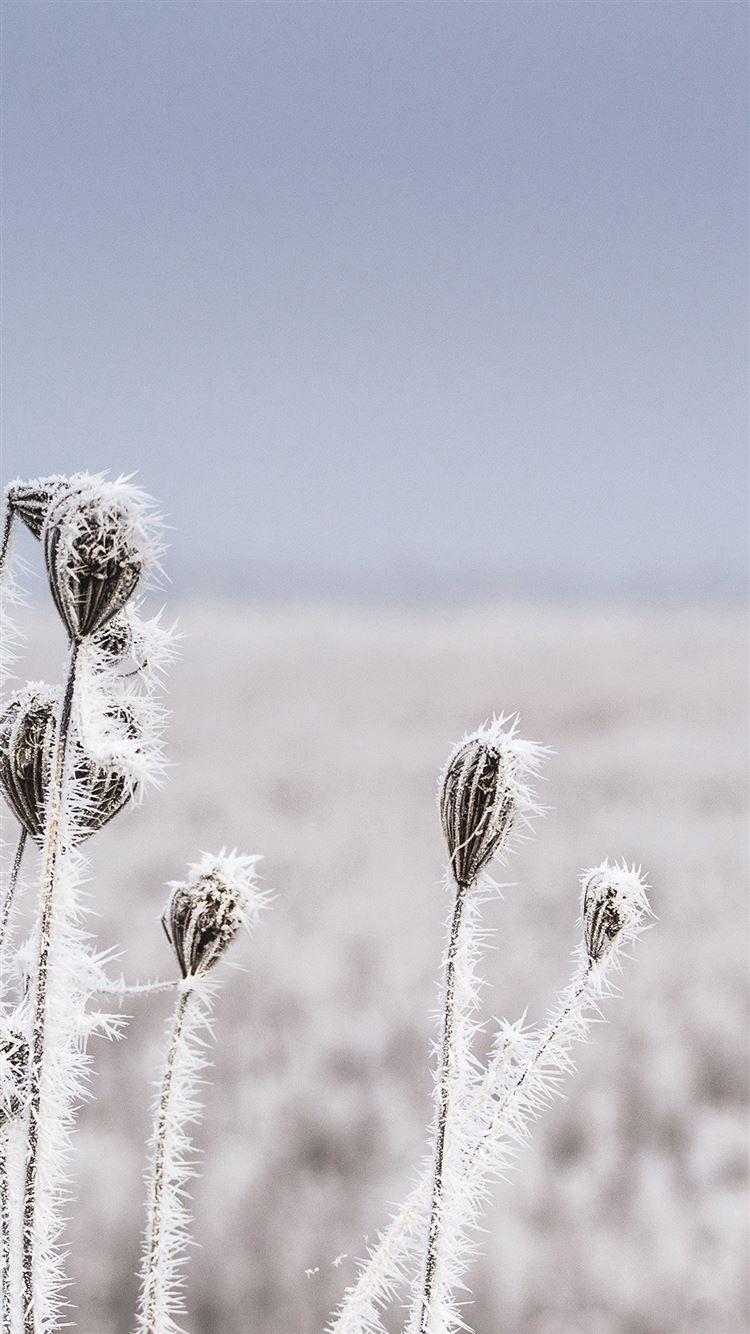 1080x1920 Snow Winter Flower Bokeh Nature iPhone 8 Wallpaper Free Download