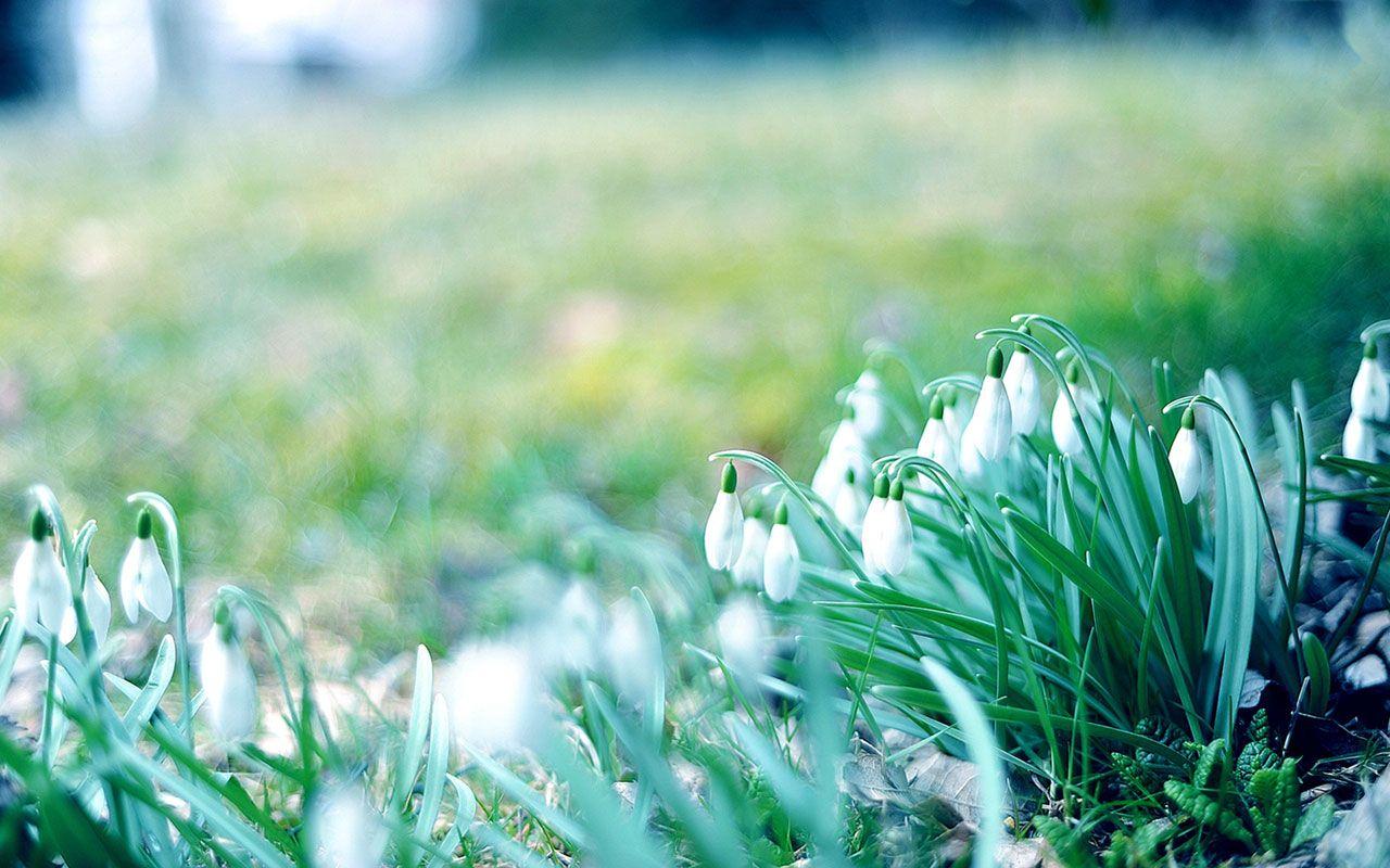 1280x800 Winter Flowers 25806 1280x800px