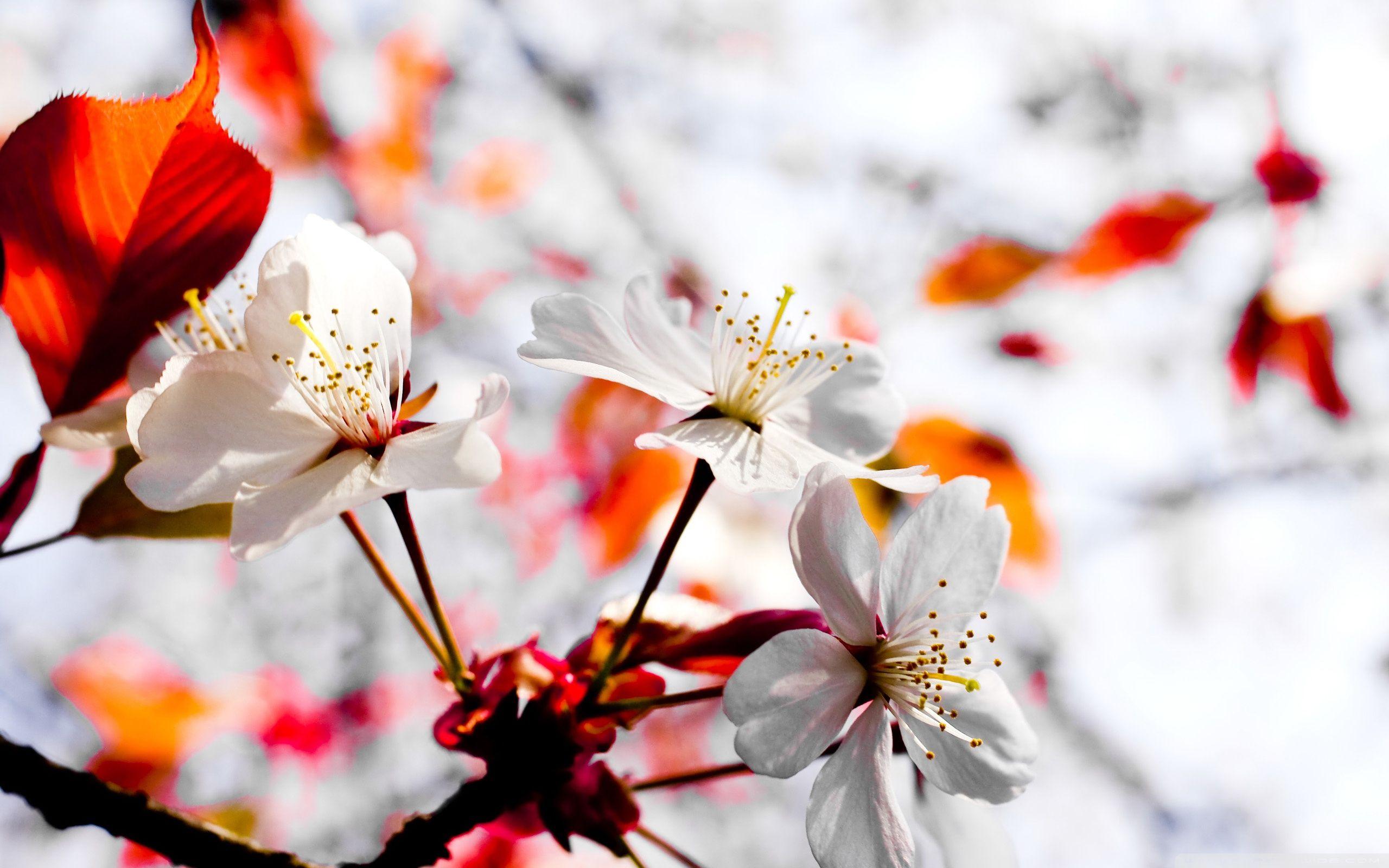 2560x1600 Spring Season Flowers Ultra HD Desktop Background Wallpaper for 4K UHD TV : Multi Display, Dual Monitor : Tablet