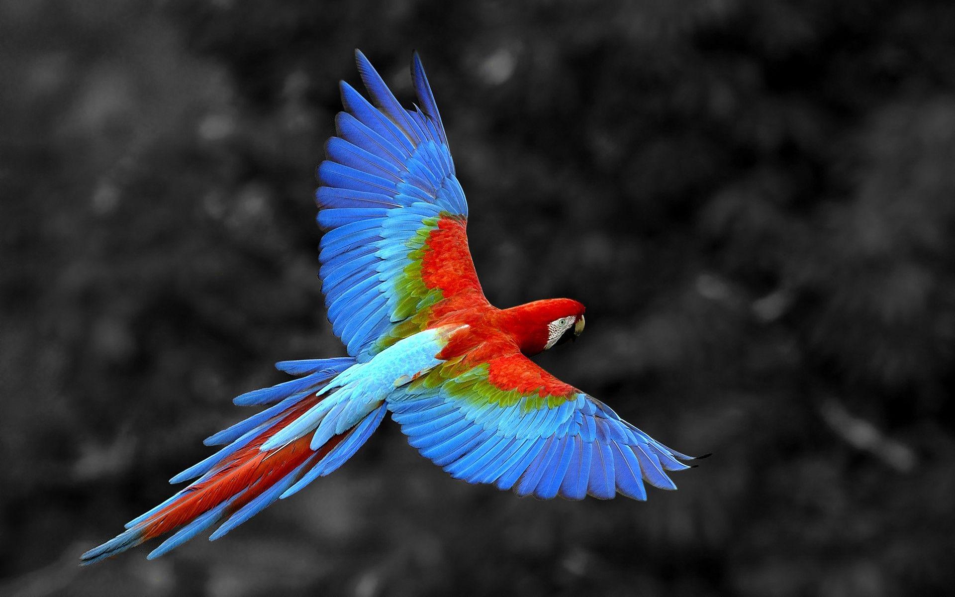 1920x1200 Parrot Wallpaper