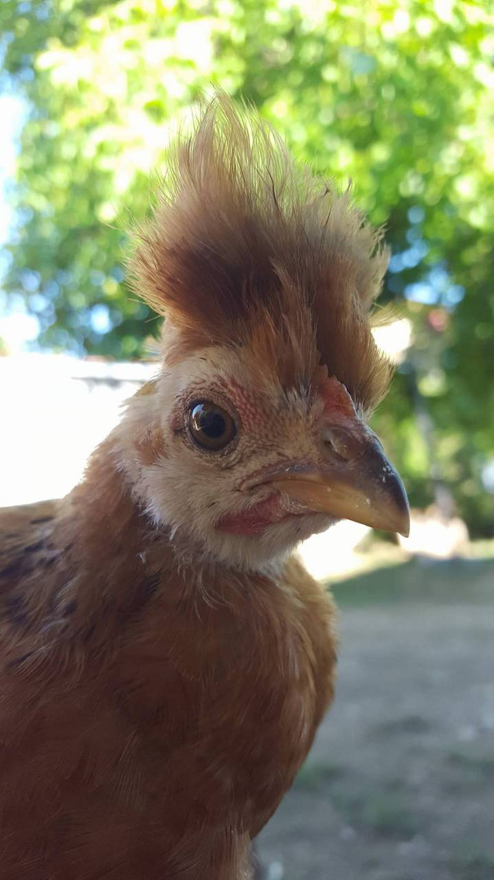 719x1280 funny chicken wallpaper