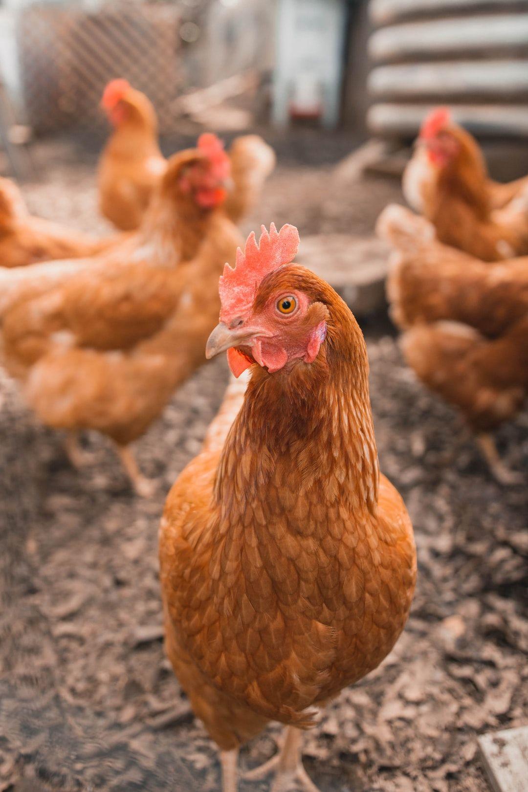 1080x1620 Chicken Picture. Download Free Image