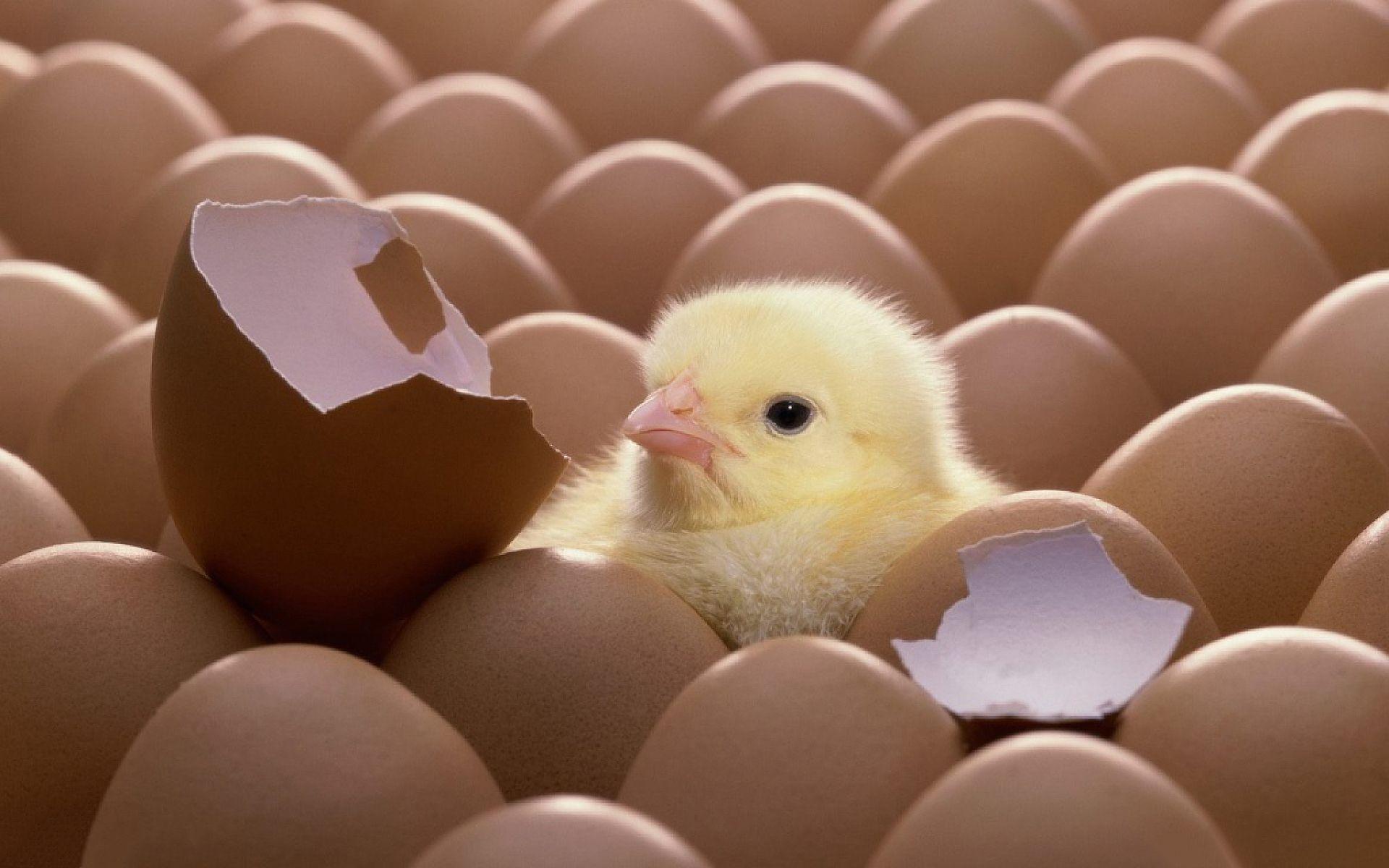 1920x1200 Hatched Chicken