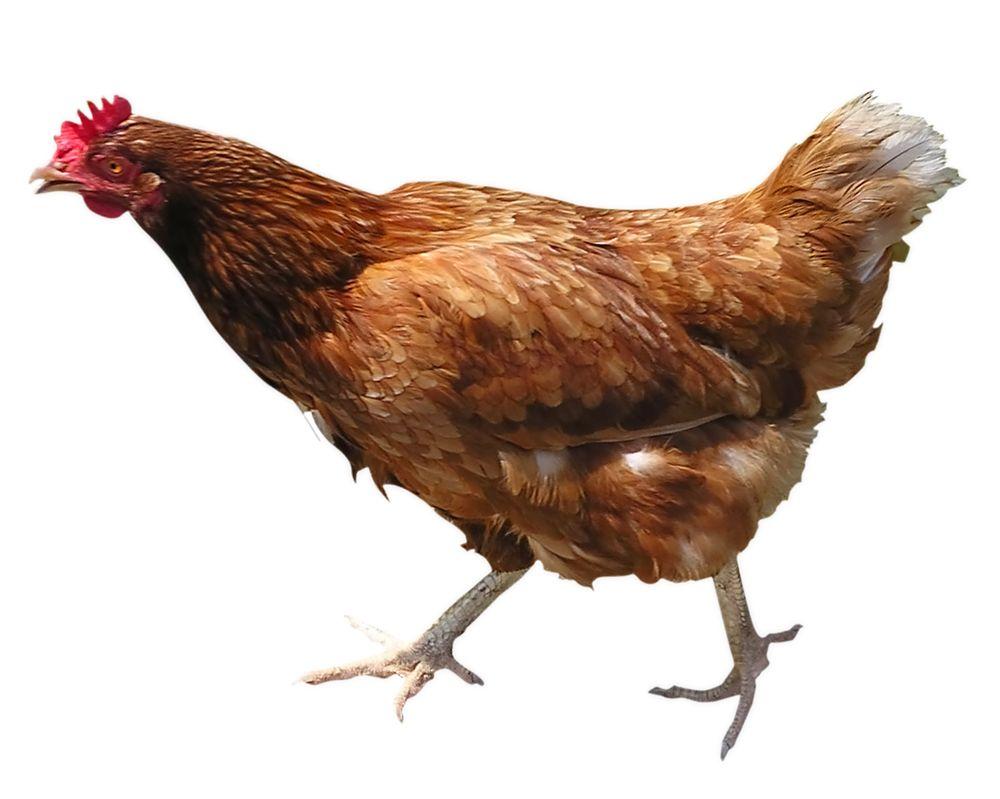 1000x799 Red Chicken on White Background # 1000x799. All For Desktop