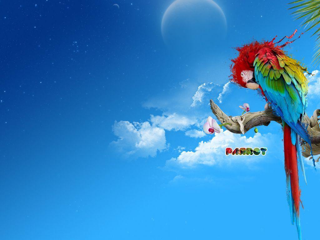 1024x768 Parrot 4K wallpaper for your desktop or mobile screen free and easy to download