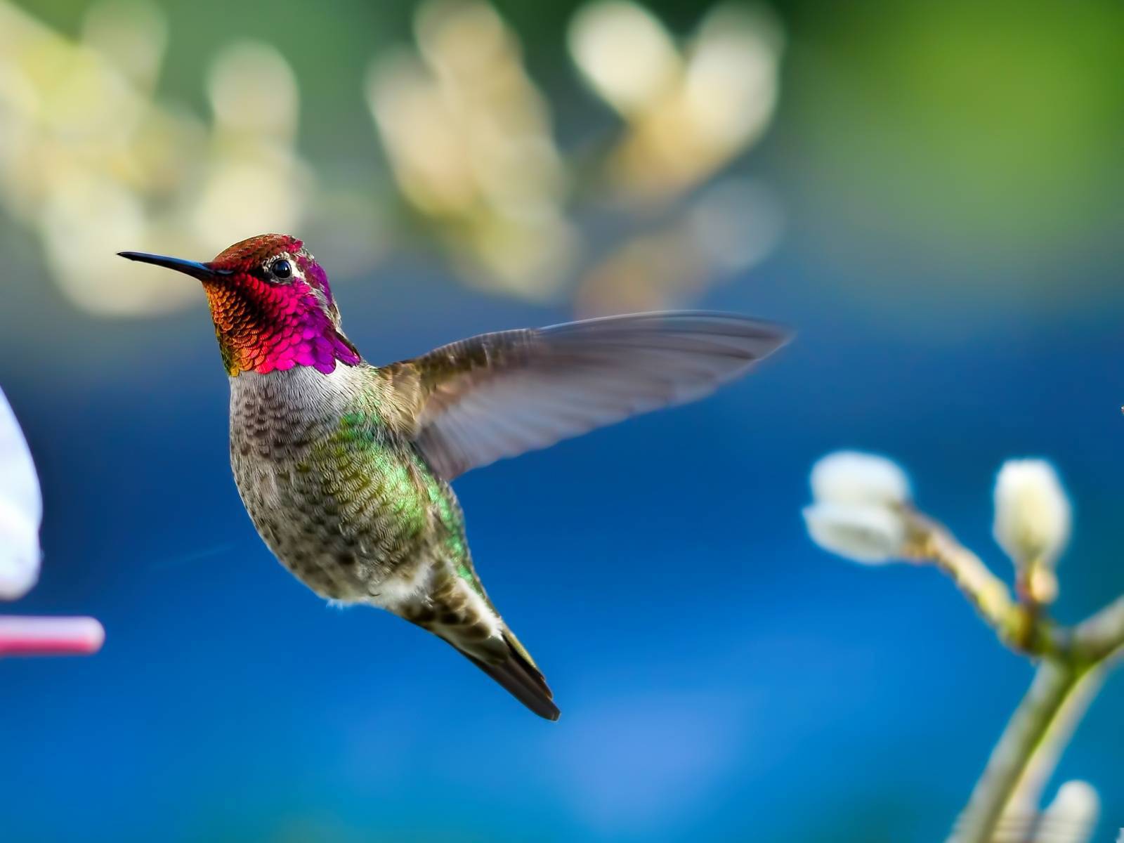 1600x1200 Colorful birds HD wallpaper colorful birds picture cool wallpaper 2 bird wallpaper. Angry birds wallpaper. tweety bird wallpaper