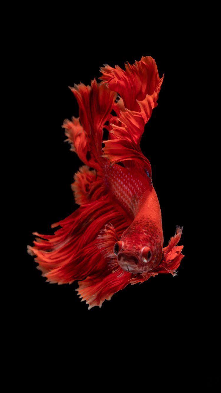 1080x1920 Best chicken iPhone 8 Wallpaper HD