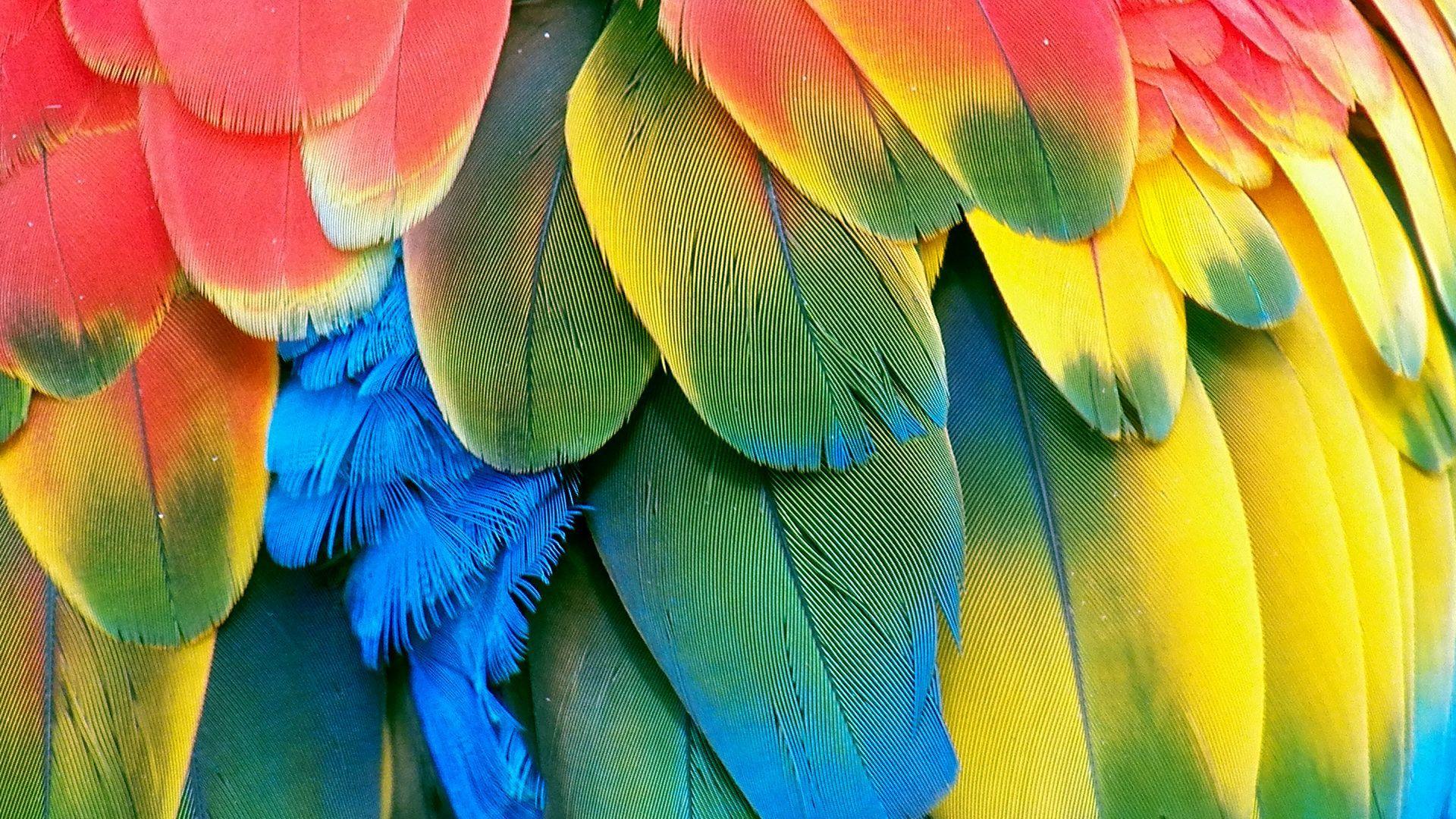 1920x1080 Parrot Feather Wallpaper