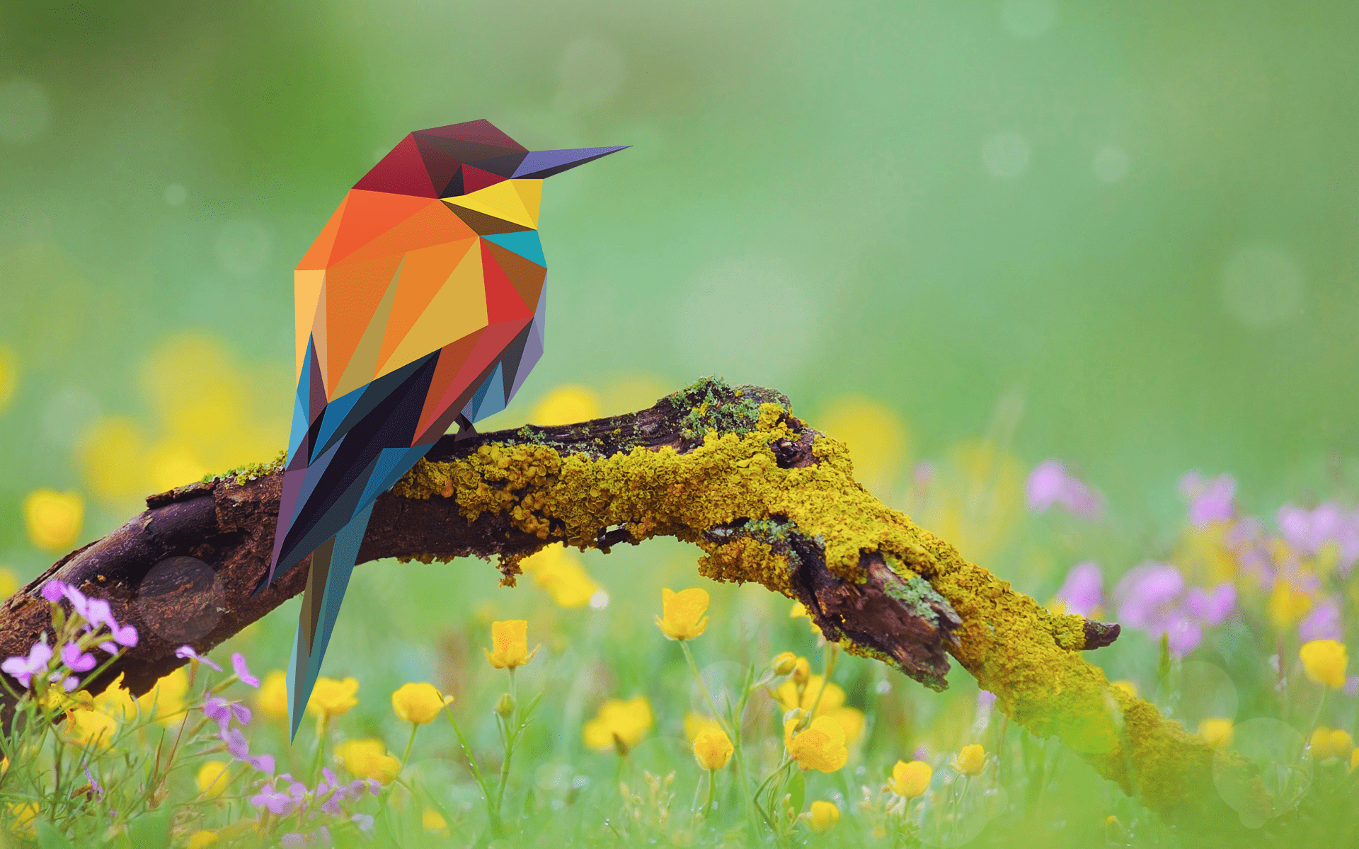 1920x1200 some awesome bird wallpaper