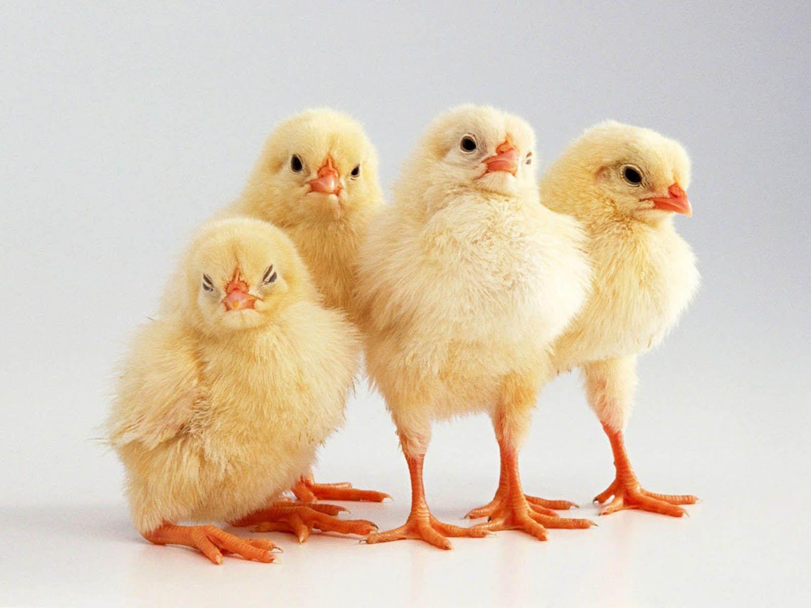 1600x1200 XS Wallpaper HD: Funny Chicks Wallpaper
