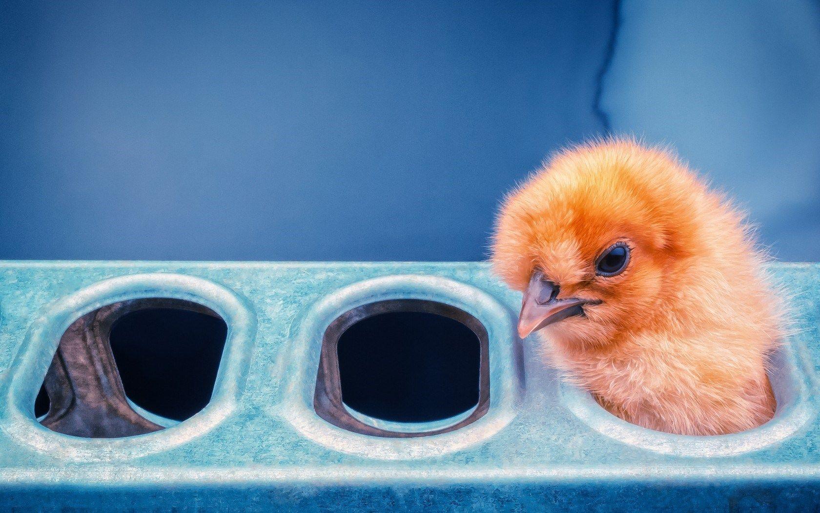 1680x1050 funny wallpaper chicken Desktop Wallpaperk HD