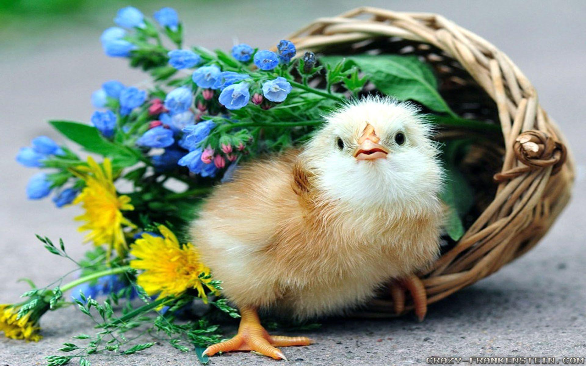 1920x1200 Spring Chicken wallpaper