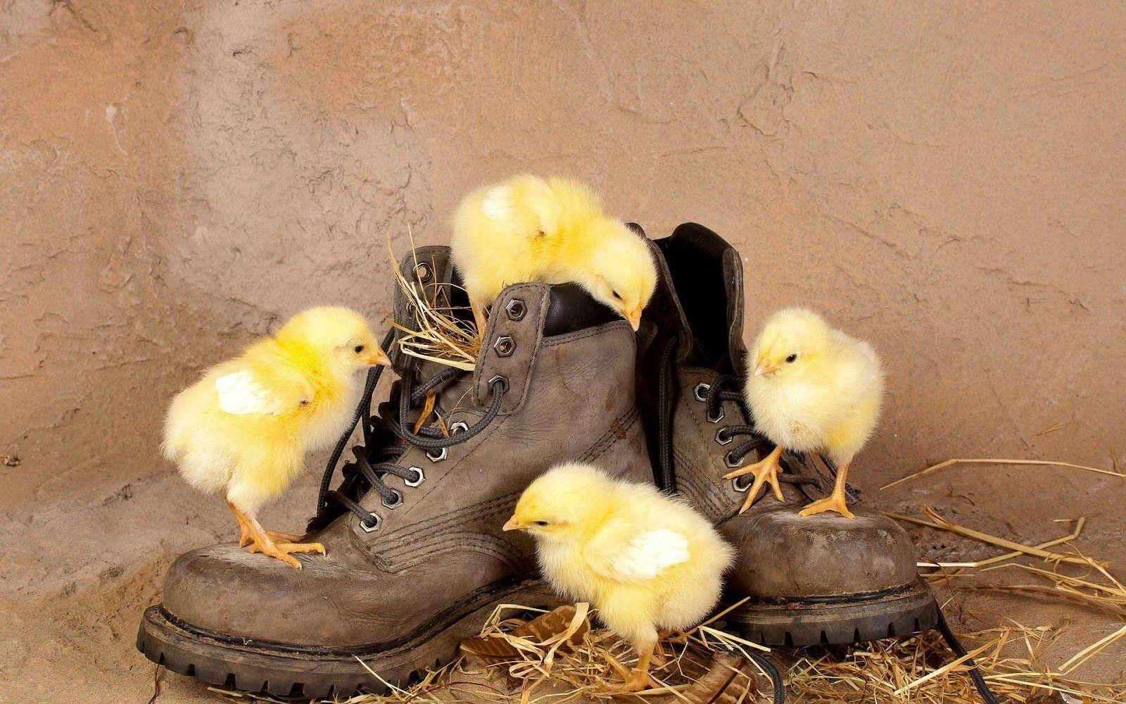 1600x1000 Free download HD Funny Animals Wallpaper HD Animals Wallpaper [1600x1000] for your Desktop, Mobile & Tablet. Explore Funny Chicken Wallpaper. Funny Chicken Wallpaper, Chicken Wallpaper, Chicken Girls Wallpaper