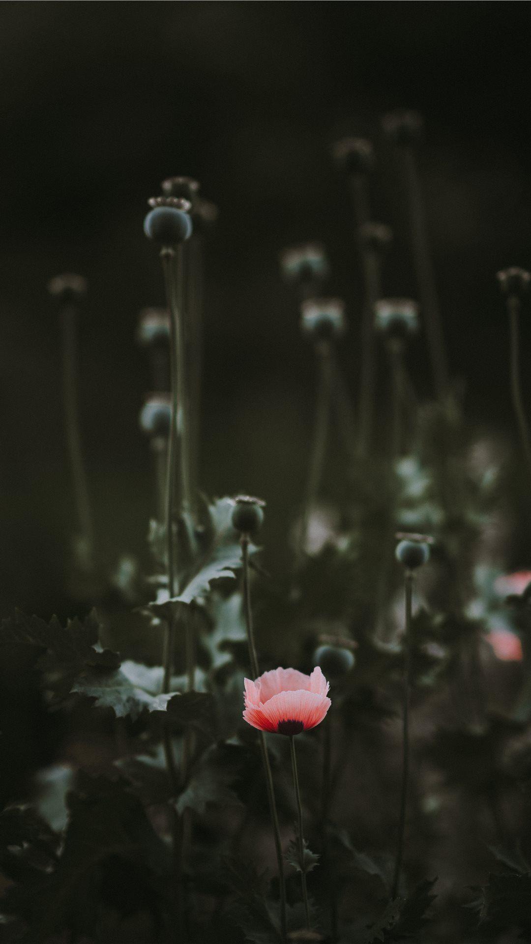 1080x1920 Best Moody iPhone SE HD Wallpaper
