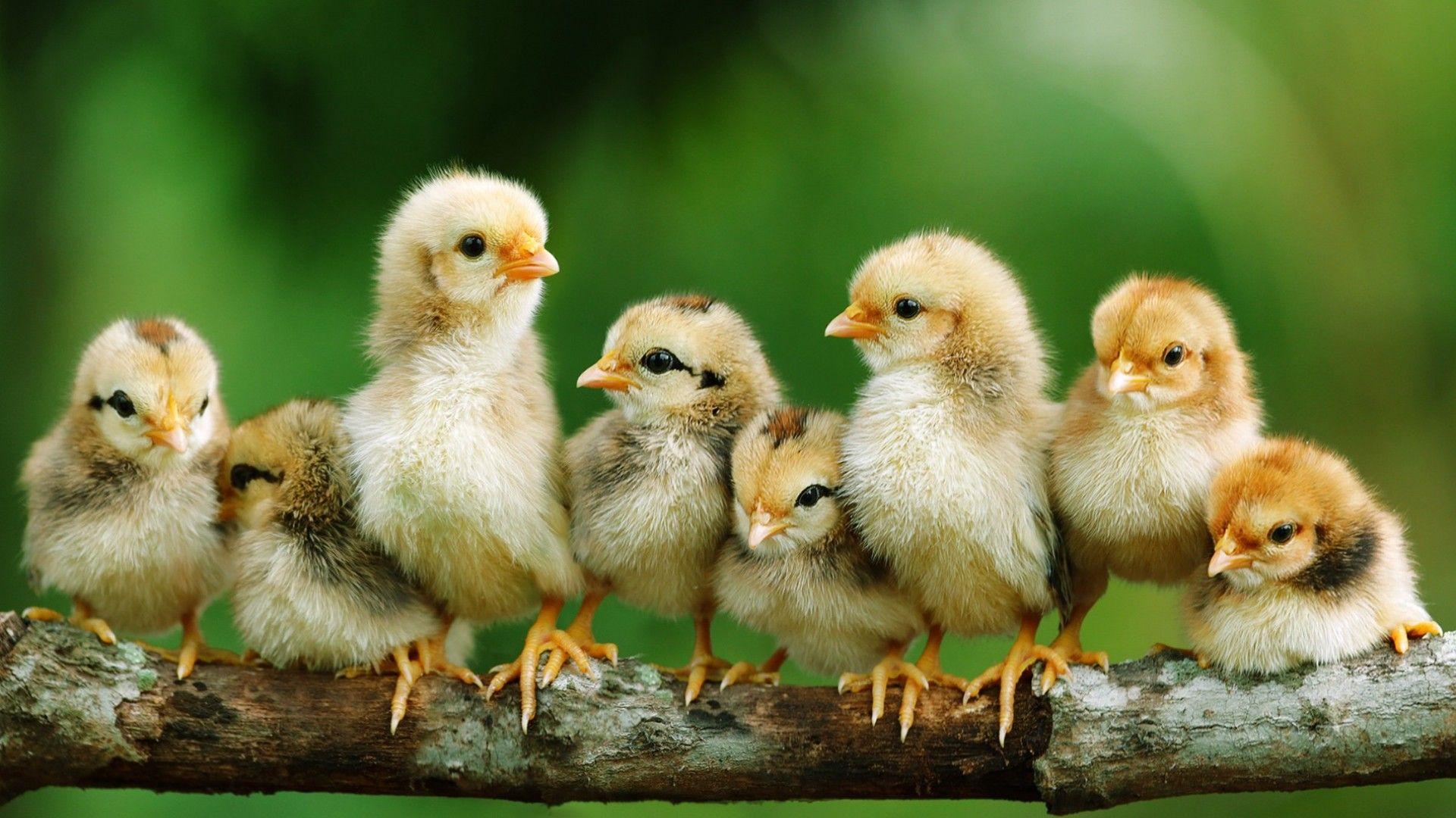 1920x1080 HD Chicken Background