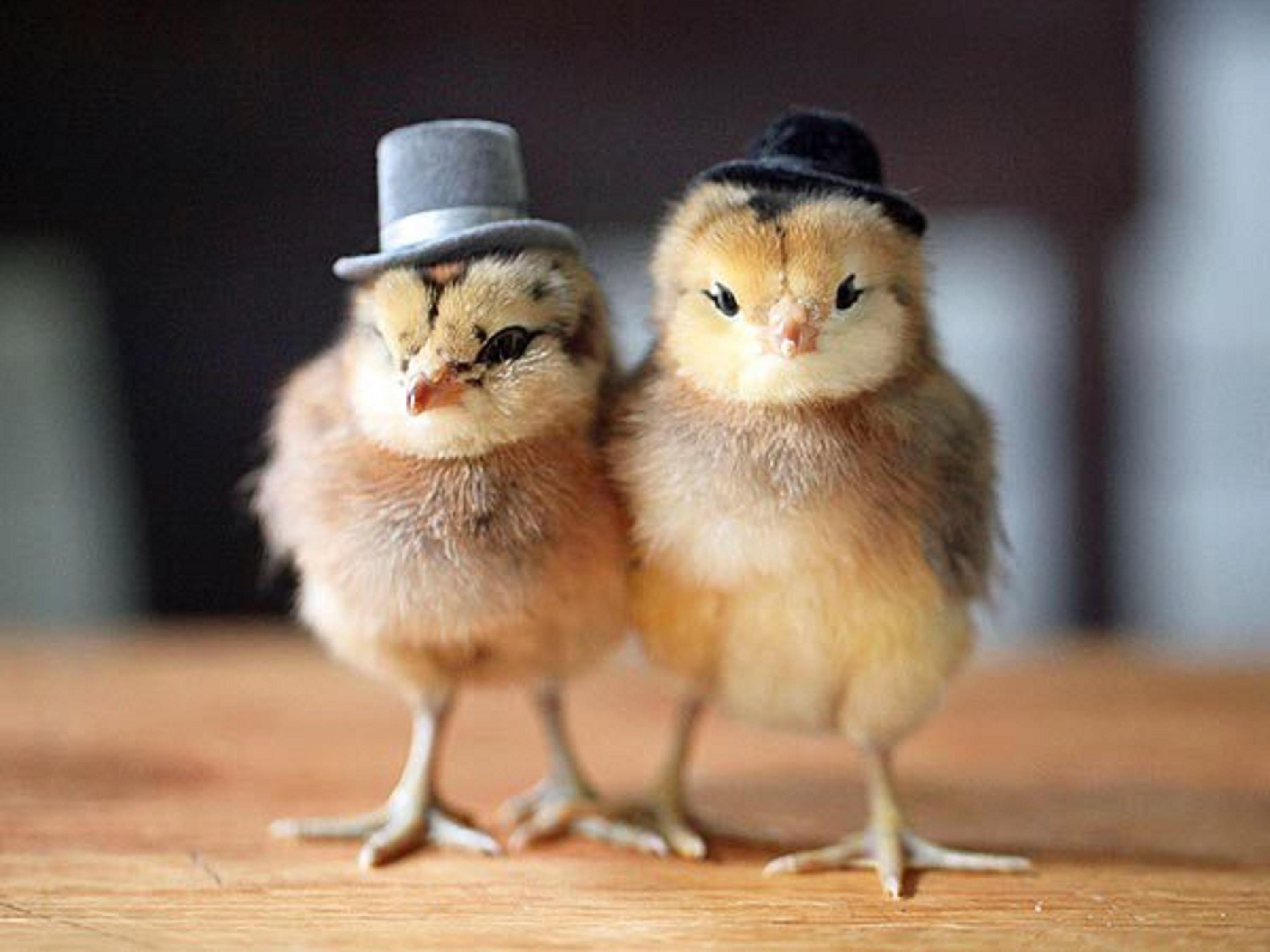3000x2250 Funny Chicks Chickens With Hats Caps Pics