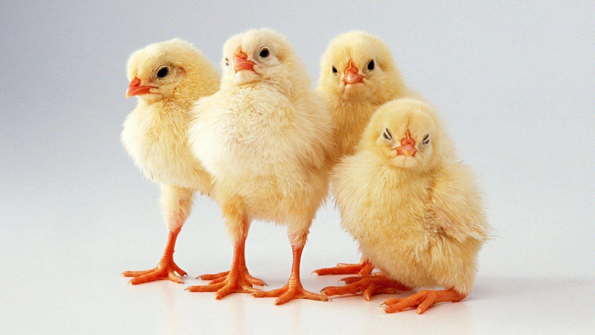 1920x1080 Download Wallpaper chicken poultry fluffy, 1920x Funny chicks