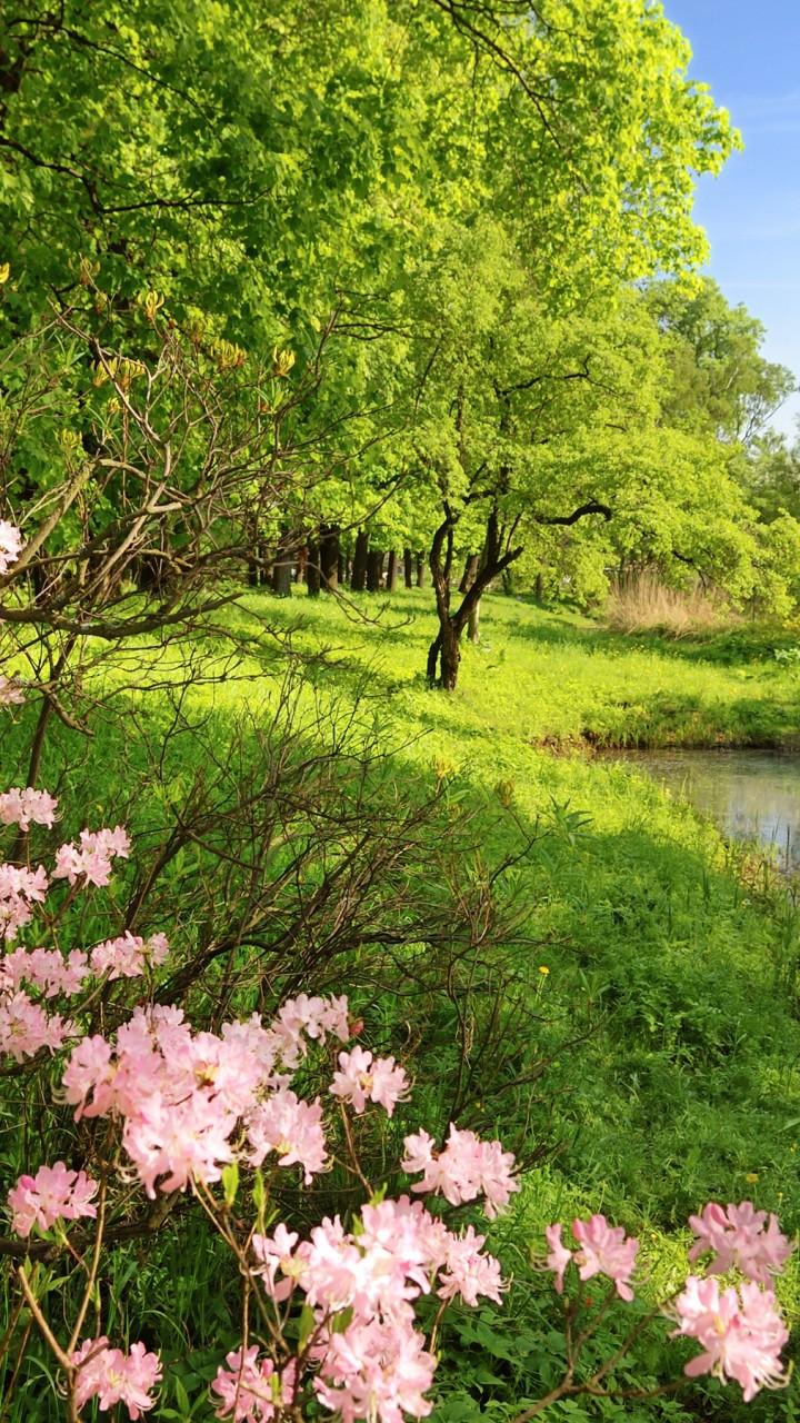 Pink Forest Flower Wallpapers Top Free Pink Forest Flower Backgrounds