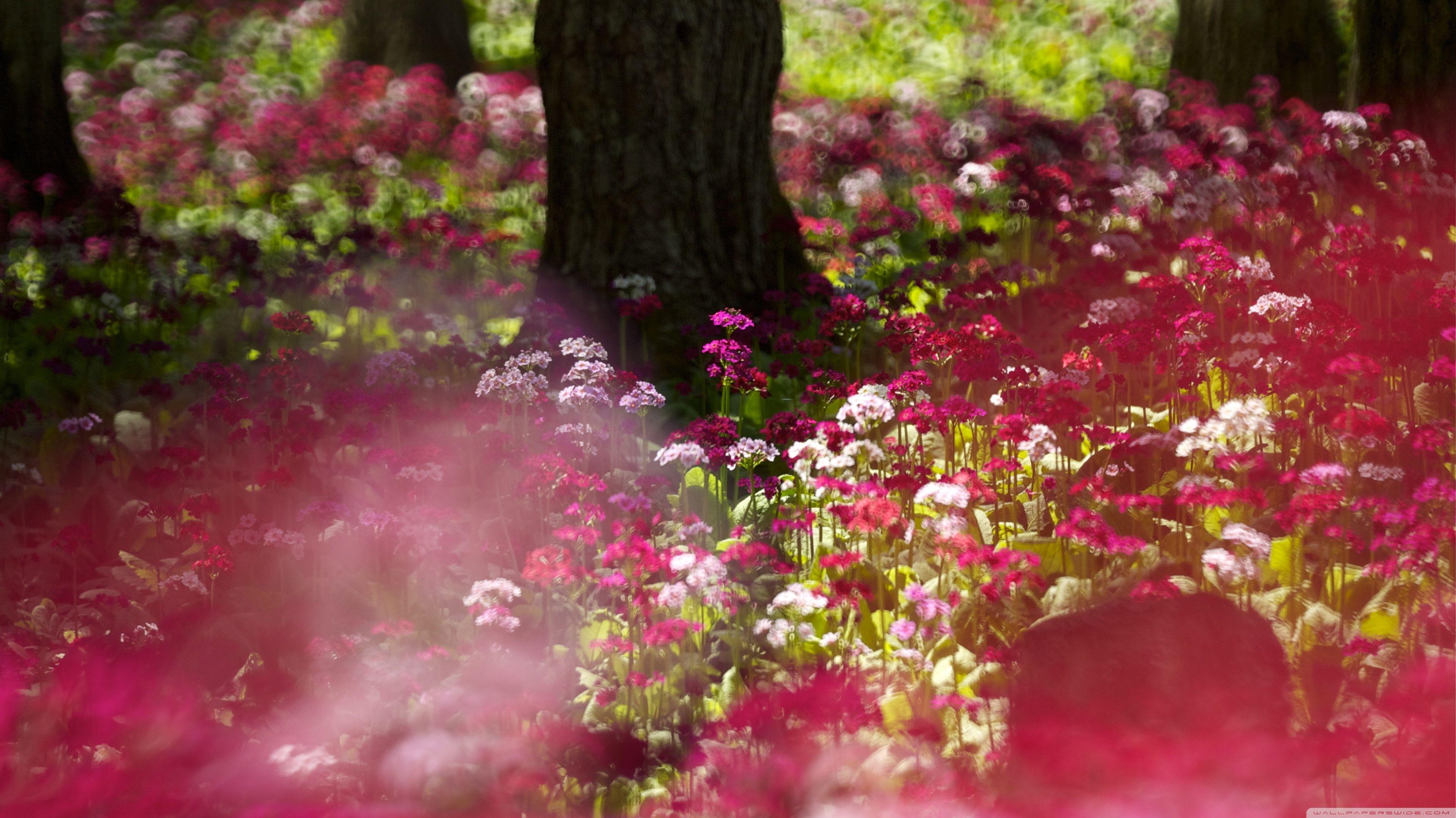 Pink Forest Flower Wallpapers Top Free Pink Forest Flower Backgrounds