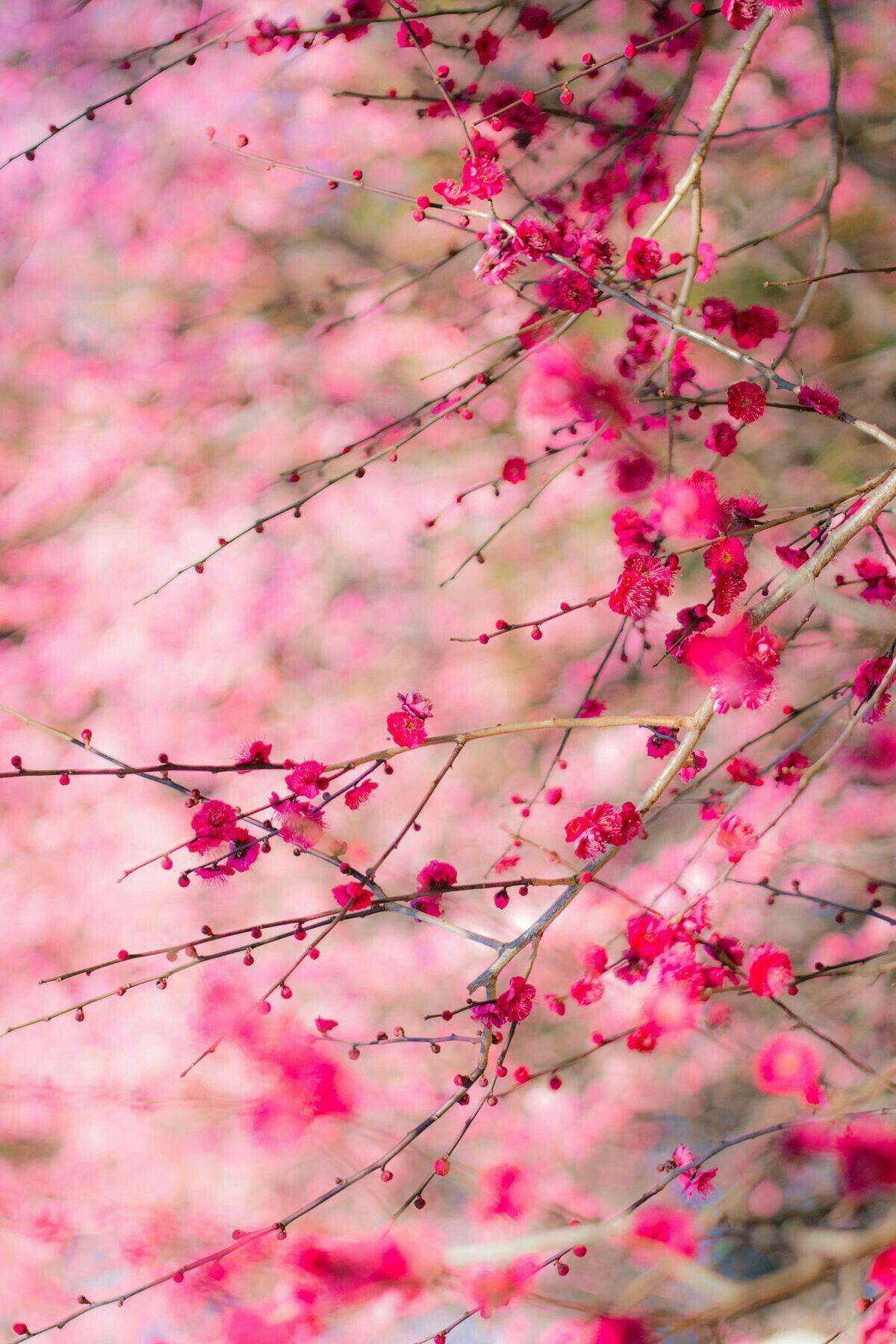 Pink Forest Flower Wallpapers Top Free Pink Forest Flower Backgrounds
