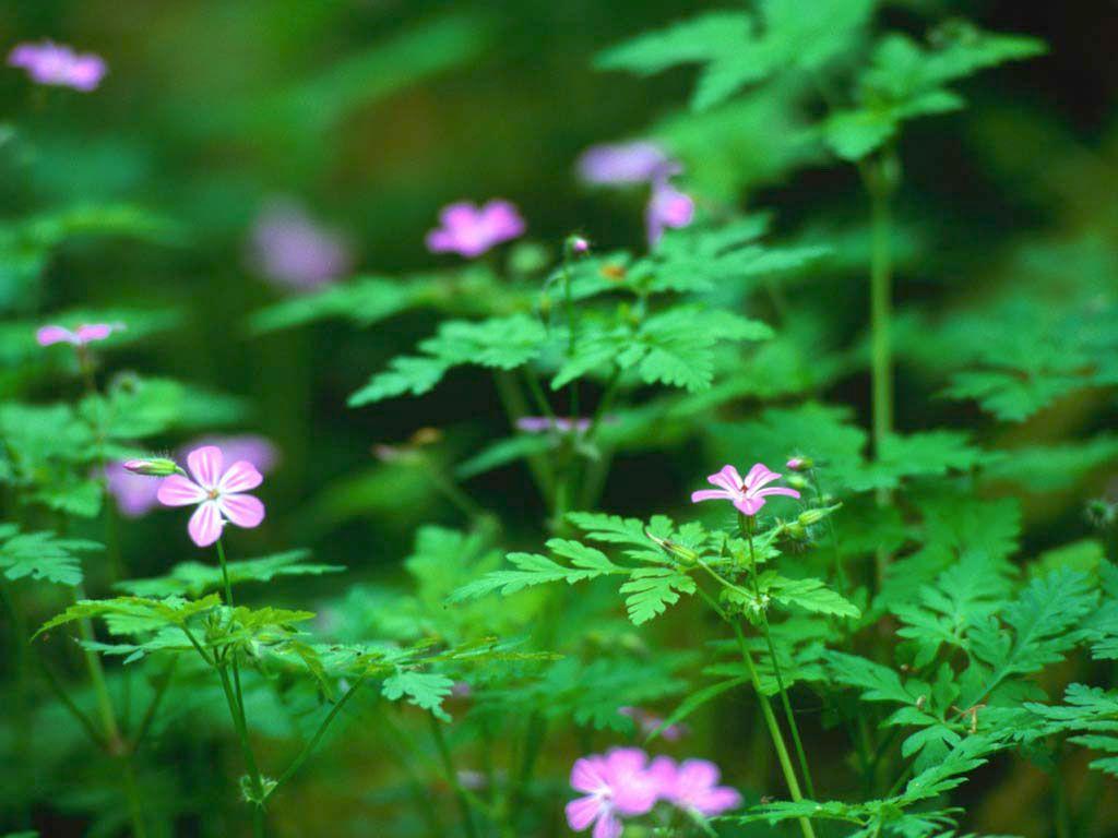 1024x768 2. Afbeelding in volle omvang getoond van: Forest flowers pink. Grafische Categorie: Flower Forest