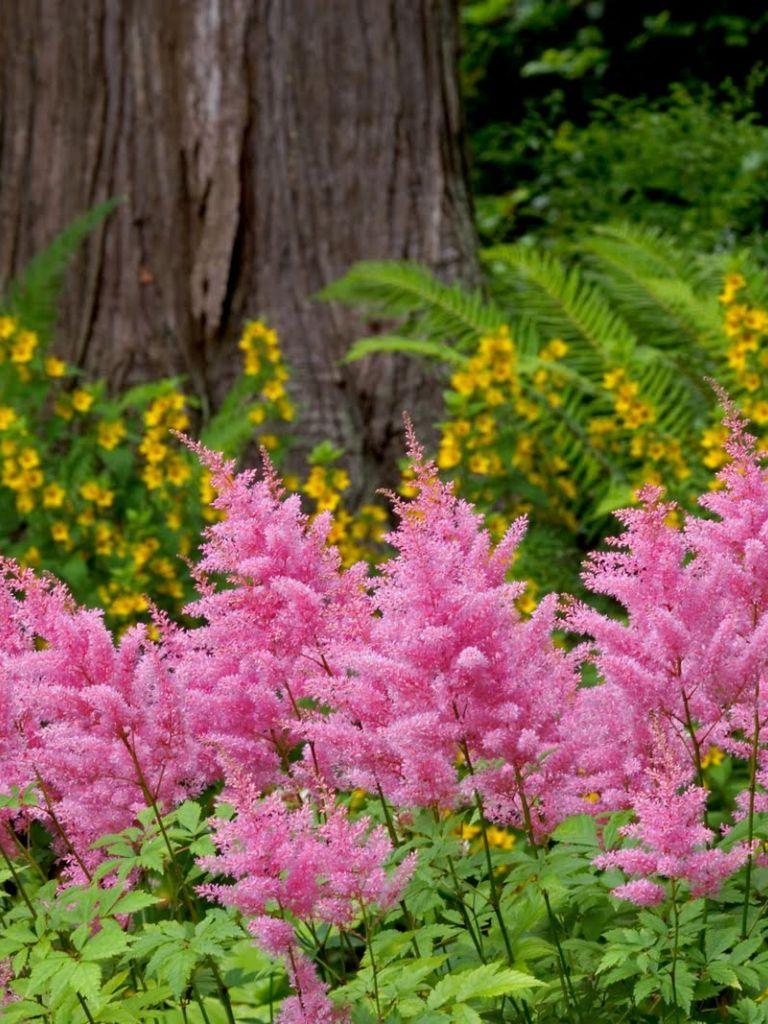 768x1024 Free download Beautiful flower garden flower forest cool wallpaper wonderful [1600x1067] for your Desktop, Mobile & Tablet. Explore Wallpaper of Beautiful Flower Gardens. Flower Garden Wallpaper for Desktop, HD
