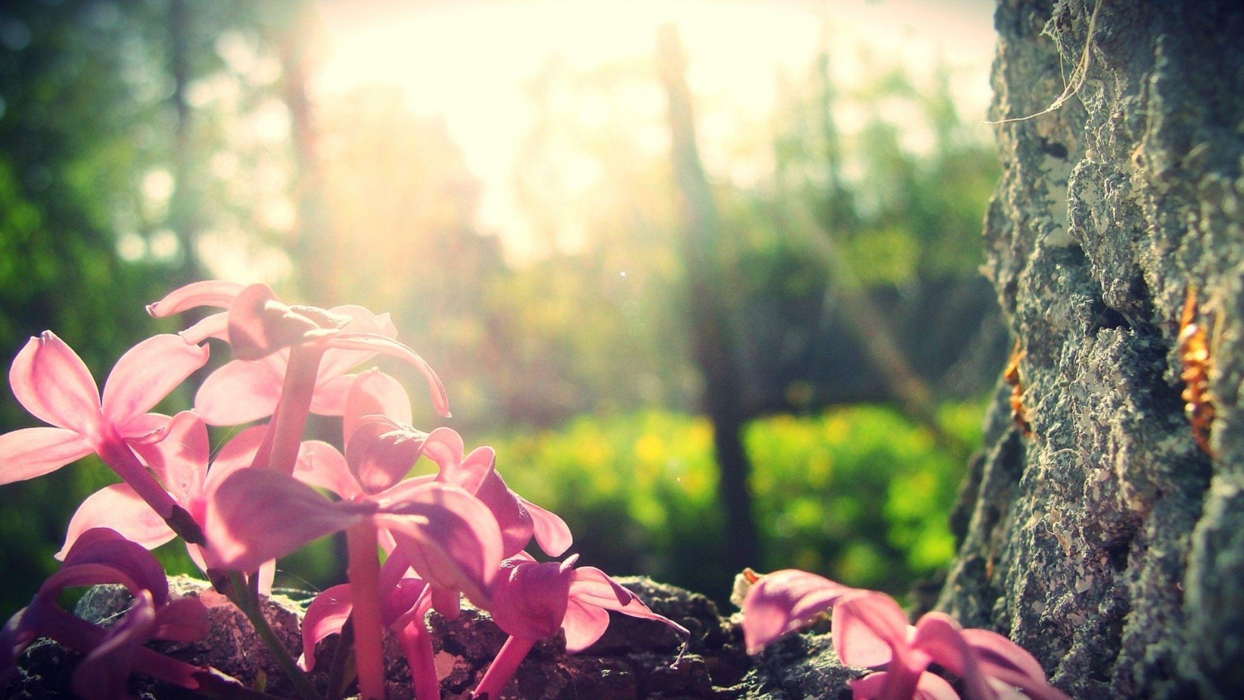 Pink Forest Flower Wallpapers Top Free Pink Forest Flower Backgrounds