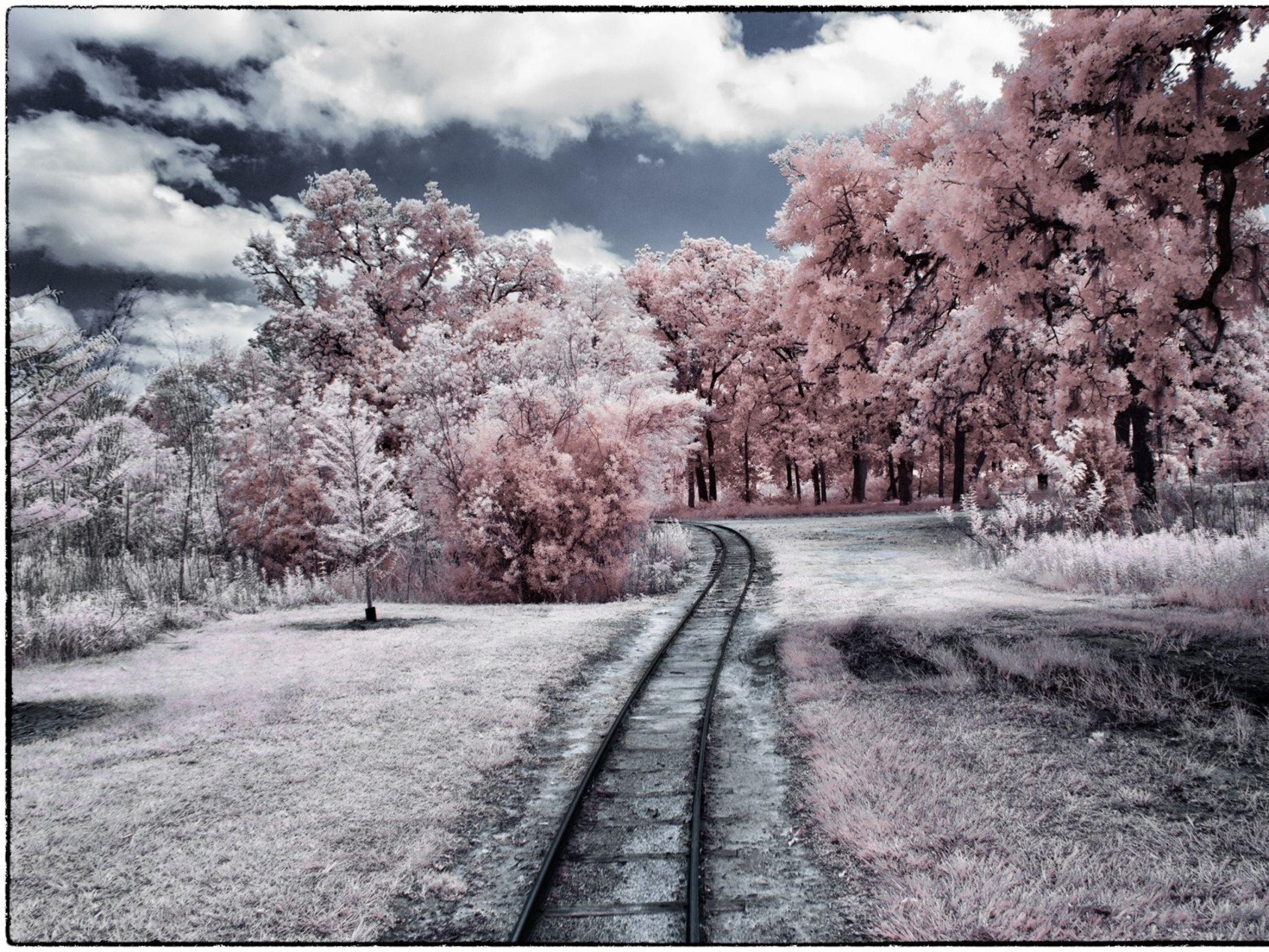 Snow blossom. Японская слива Умэ. Сакура в снегу. Деревья в снегу. Сакура зимой.