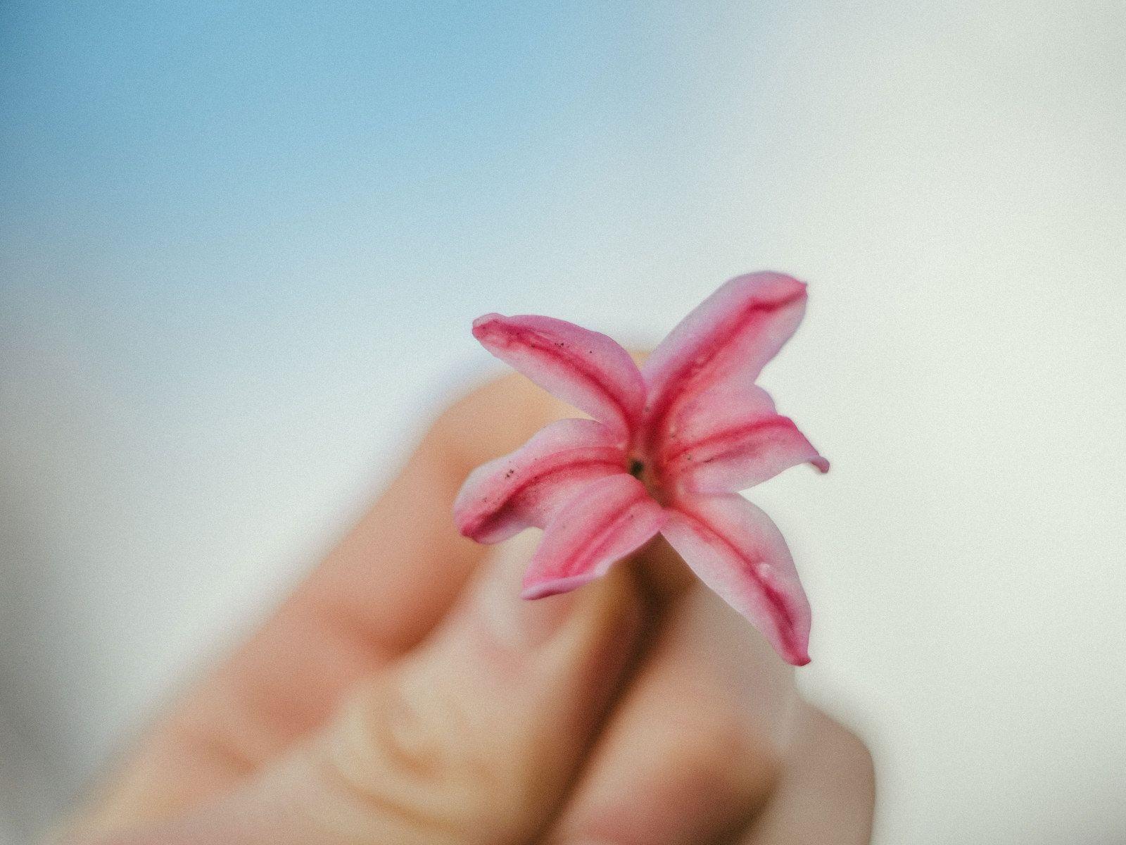 1600x1200 Girly Wallpaper • Flower wallpaper, forest, nature, pink, hand, botanik, botaniq, blue • Wallpaper For You The Best Wallpaper For Desktop & Mobile