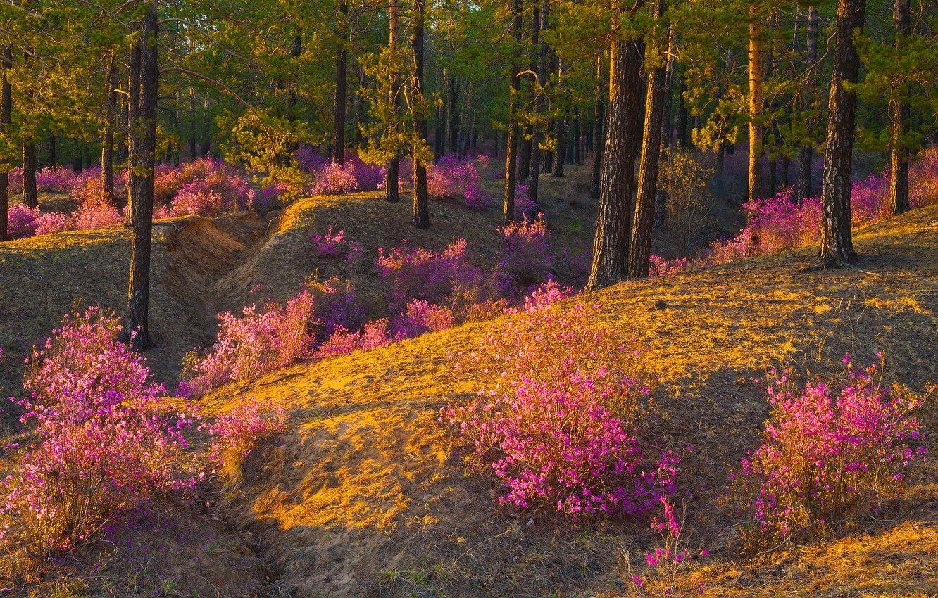 Pink Forest Flower Wallpapers Top Free Pink Forest Flower Backgrounds