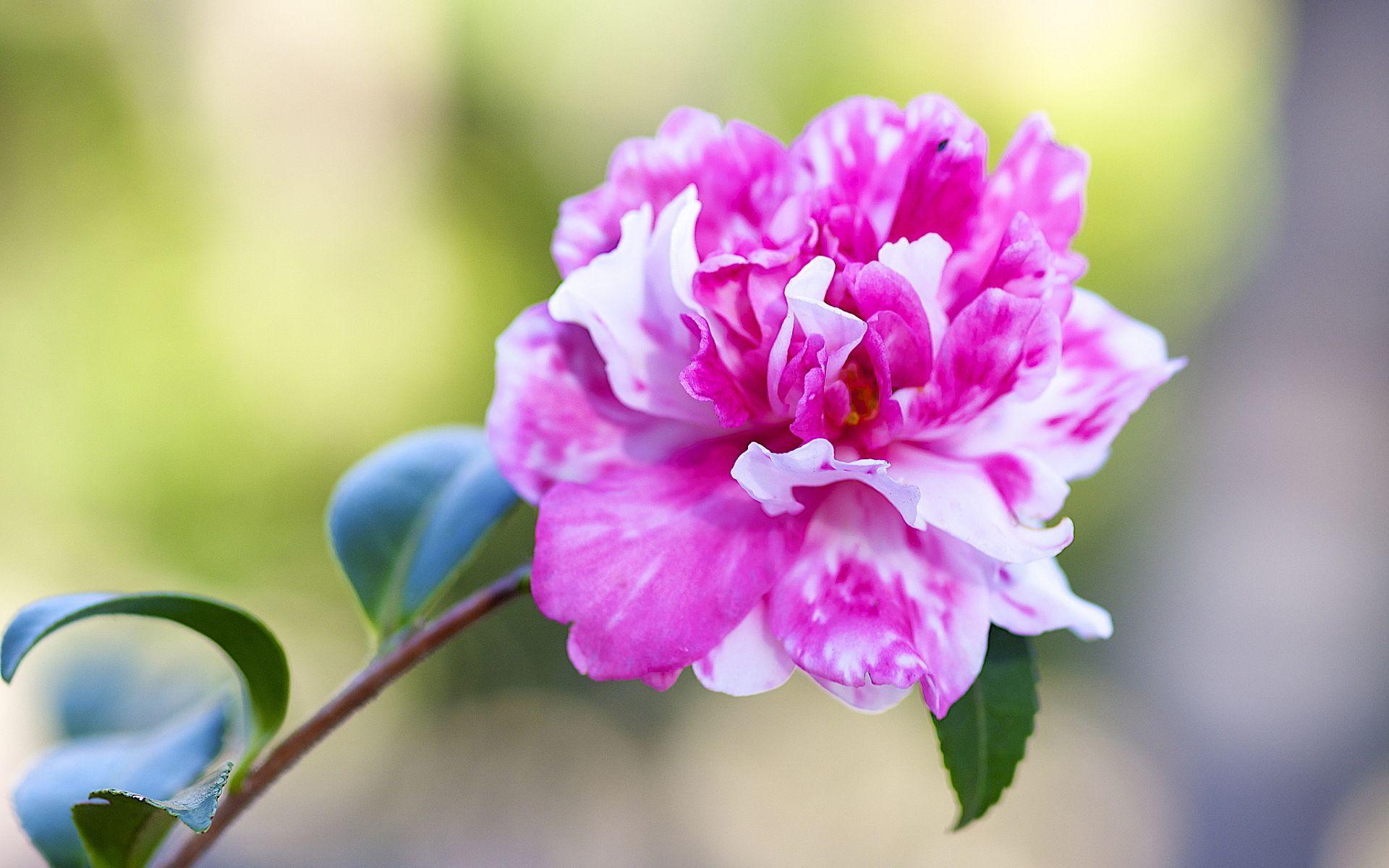 1920x1200 Camellia Flowers Forest Peony Wallpaper & Background Download