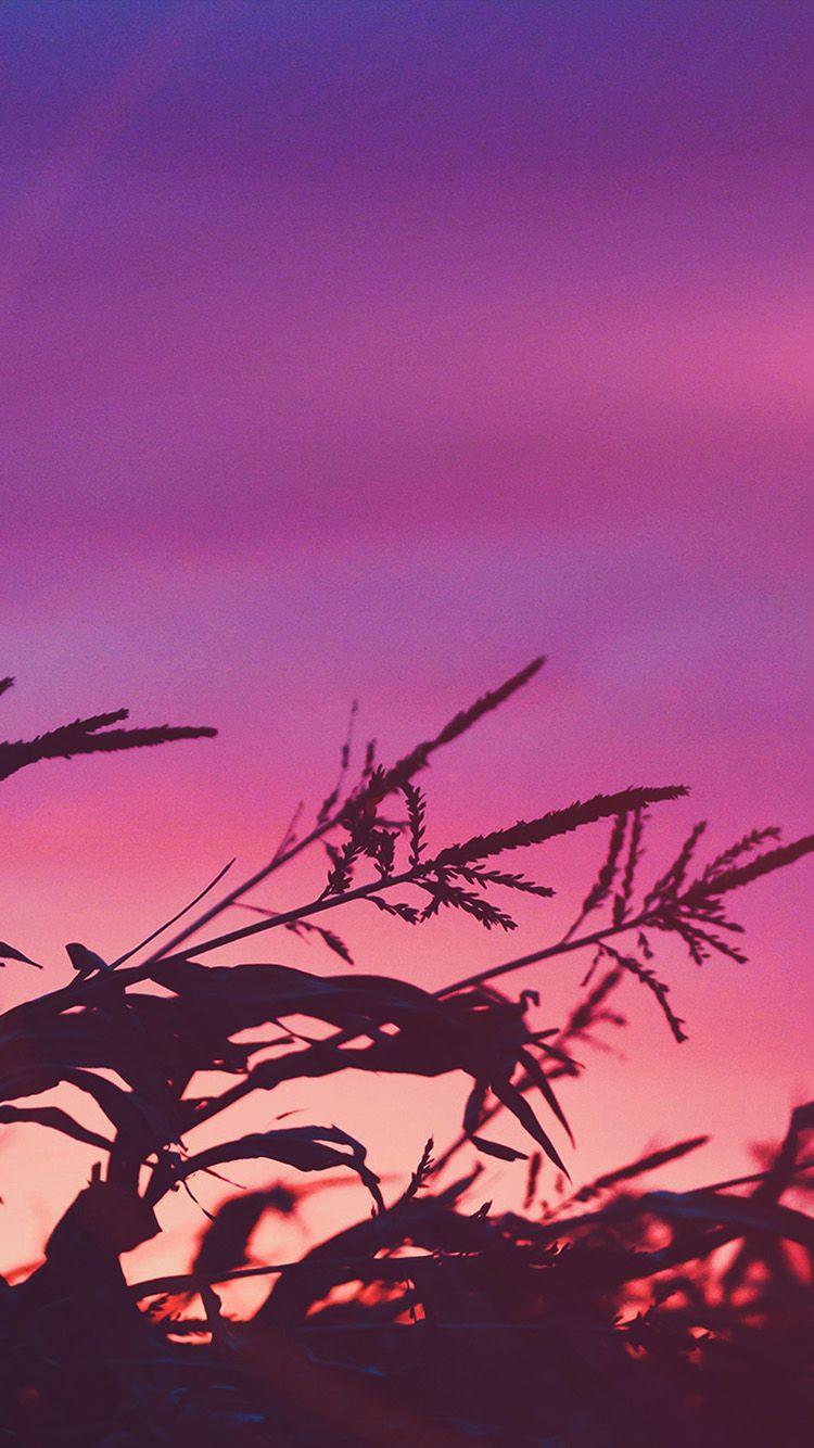 750x1334 Sunset Field Forest Grass Flower Beautiful Pink Wallpaper