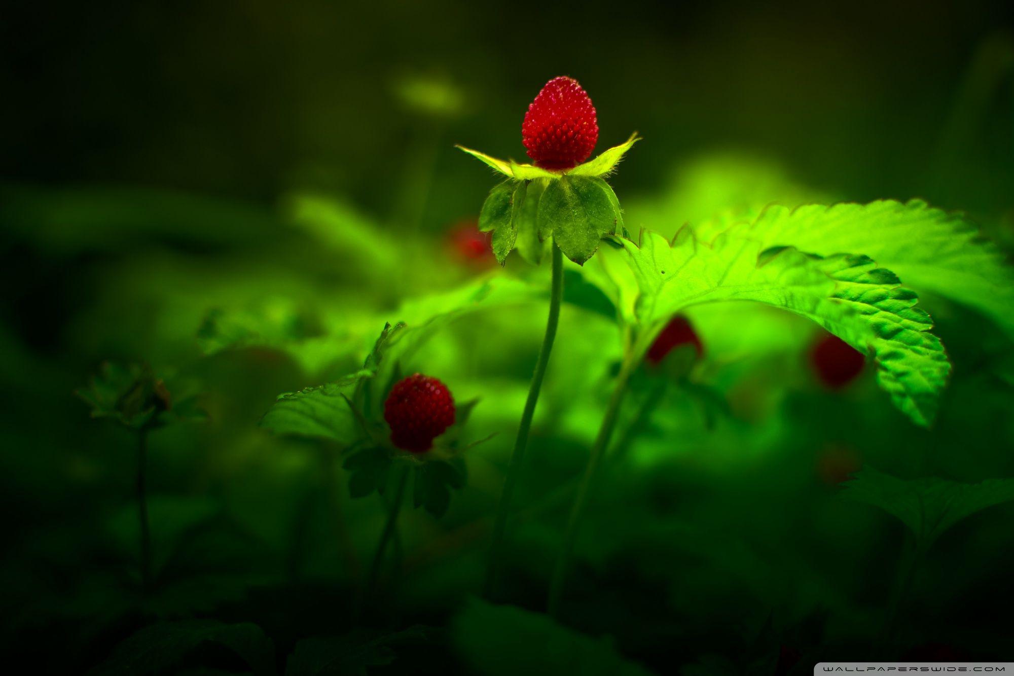 2000x1333 Red Forest Flowers Ultra HD Desktop Background Wallpaper for 4K UHD TV : Widescreen & UltraWide Desktop & Laptop : Tablet