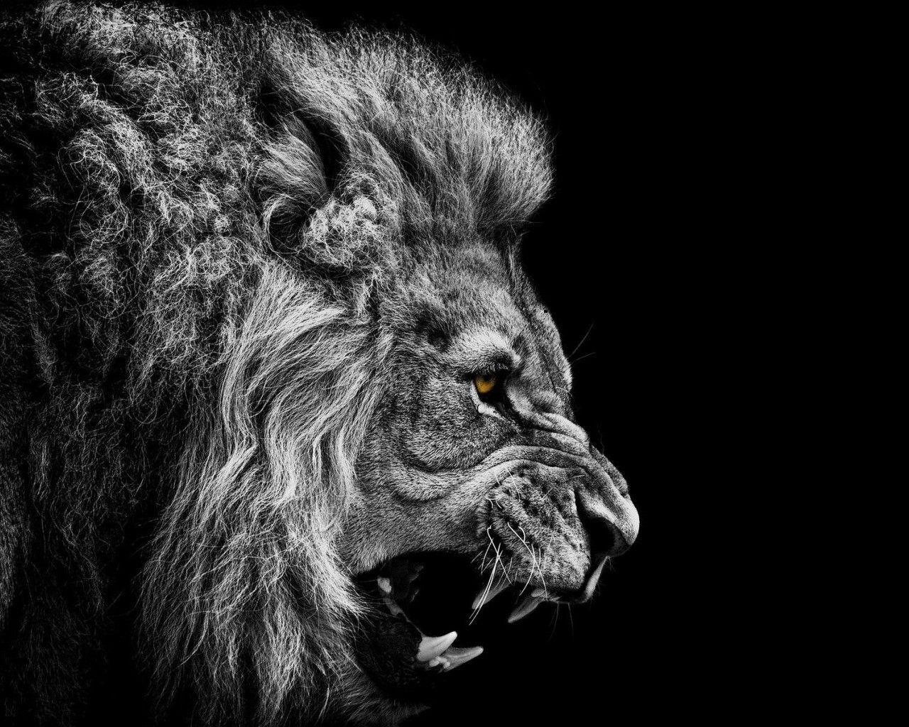 1280x1024 Download 1280x1024 Angry Lion Black And White Wallpaper